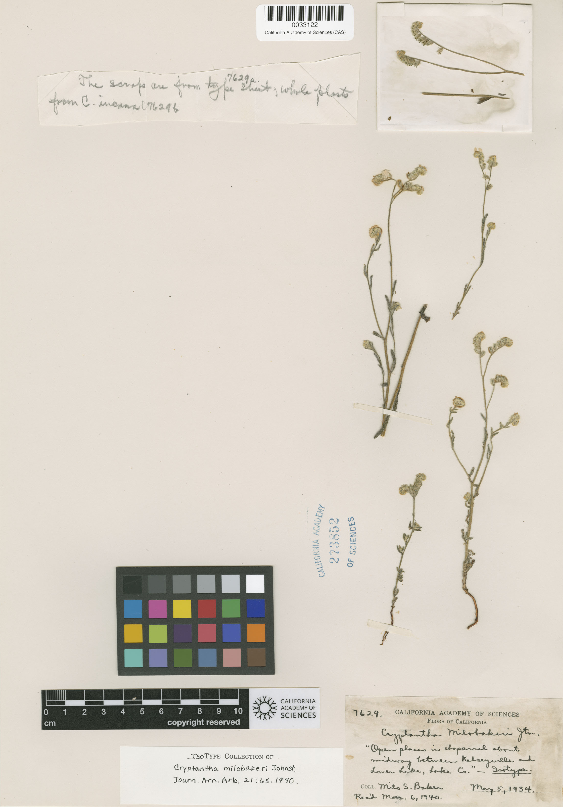 Cryptantha milo-bakeri image