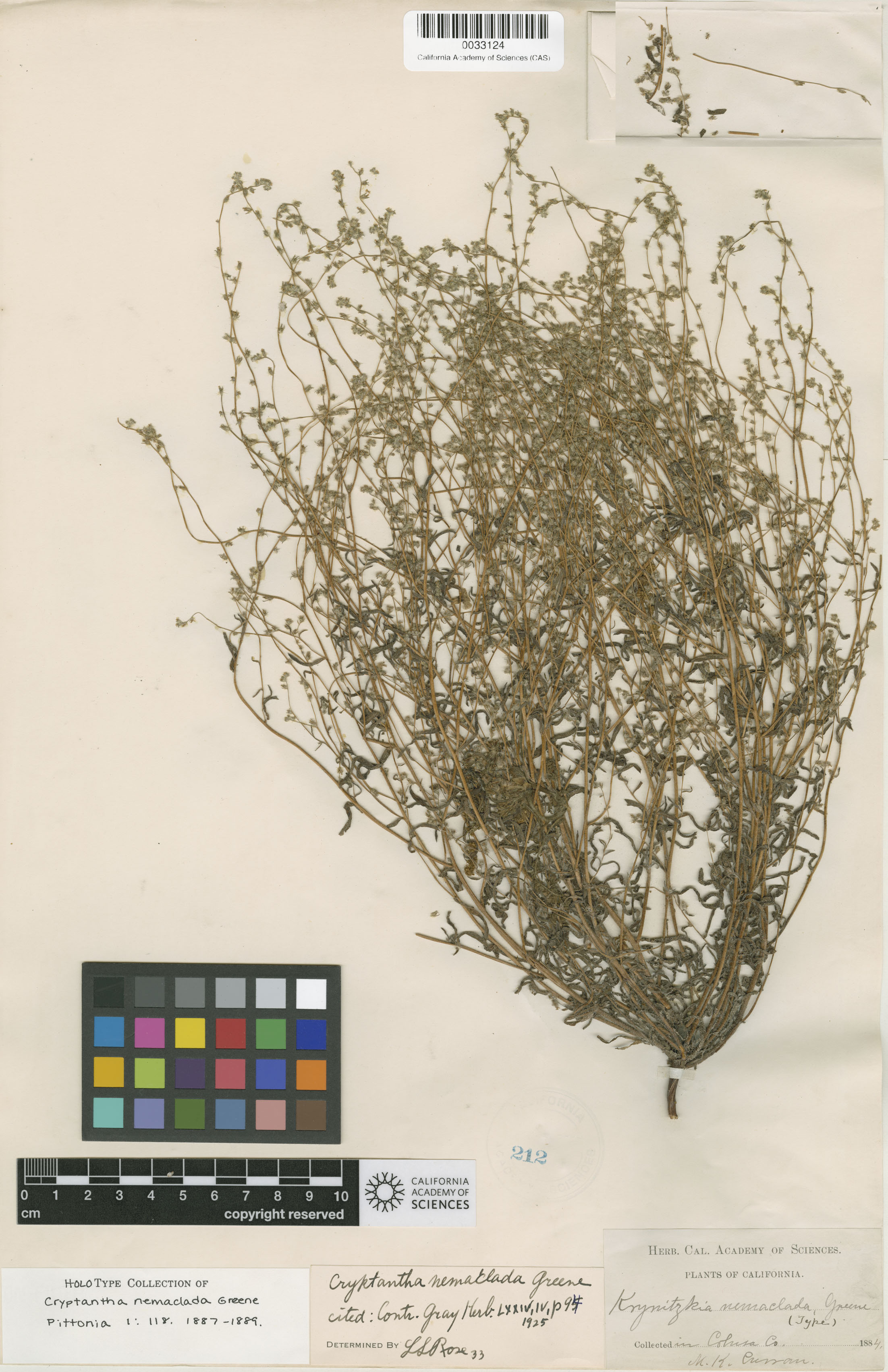 Cryptantha nemaclada image