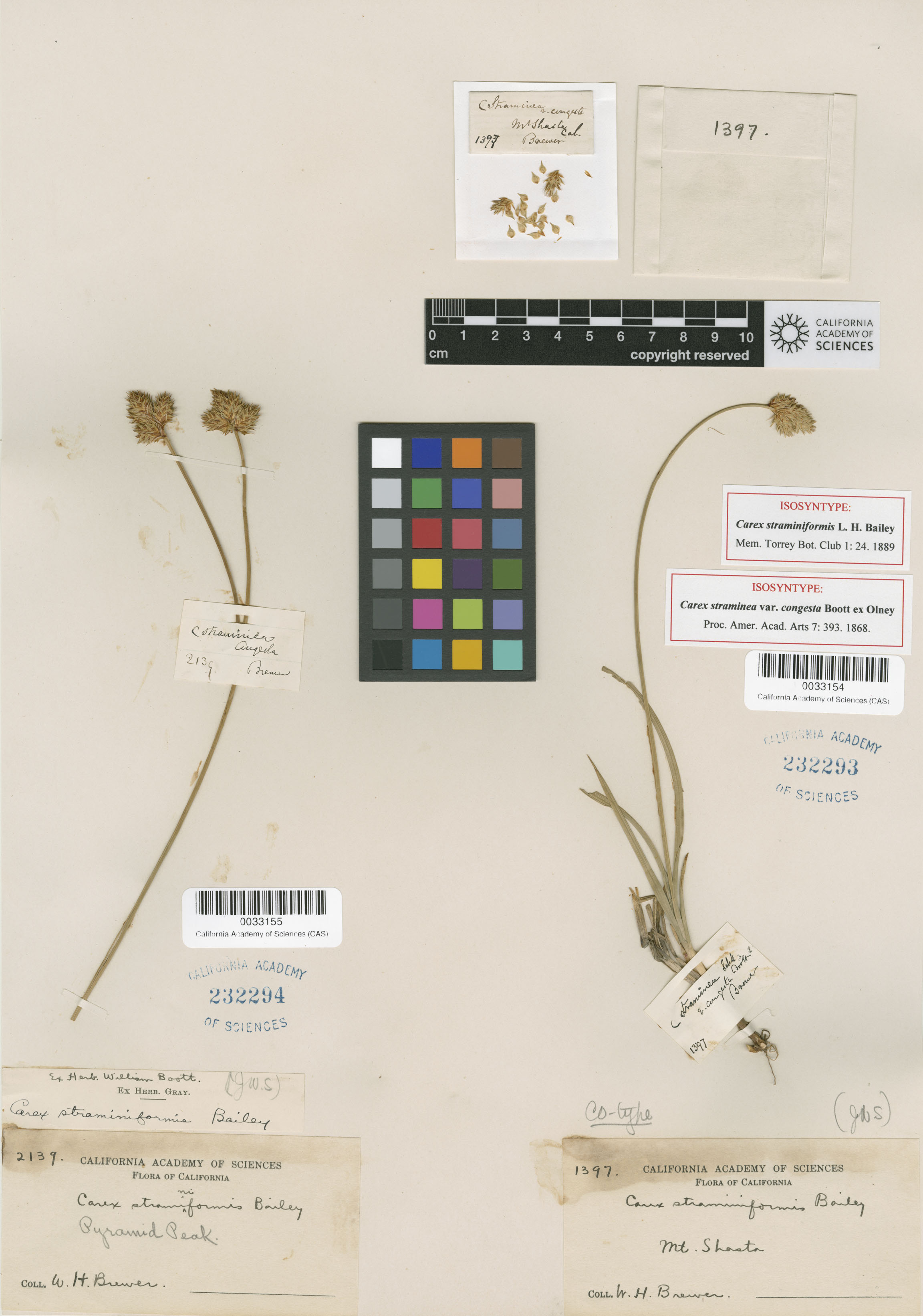 Carex straminiformis image