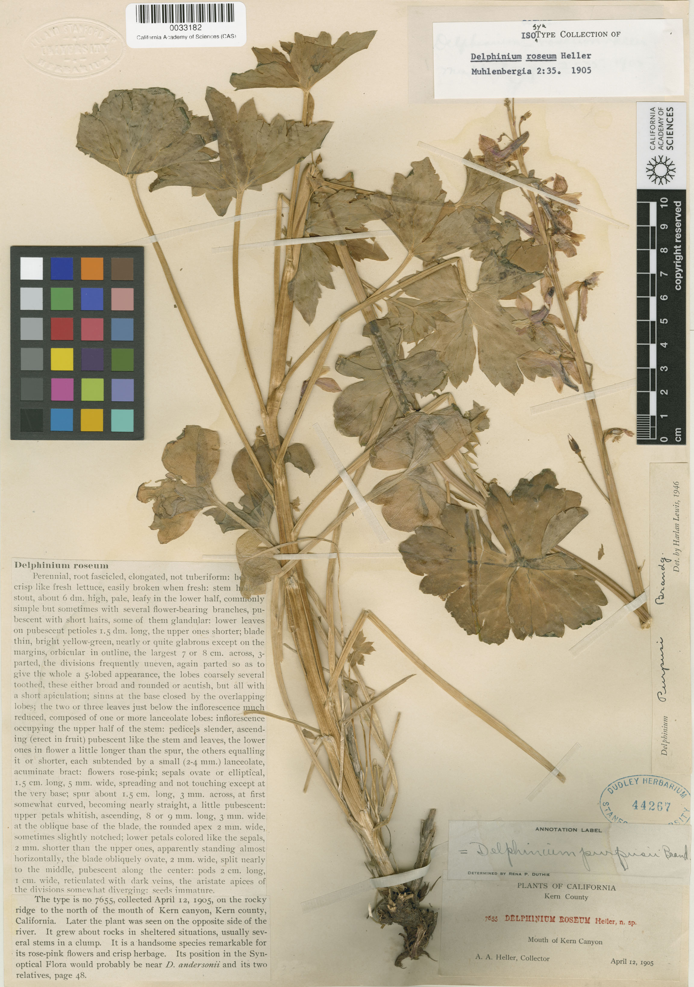 Delphinium purpusii image