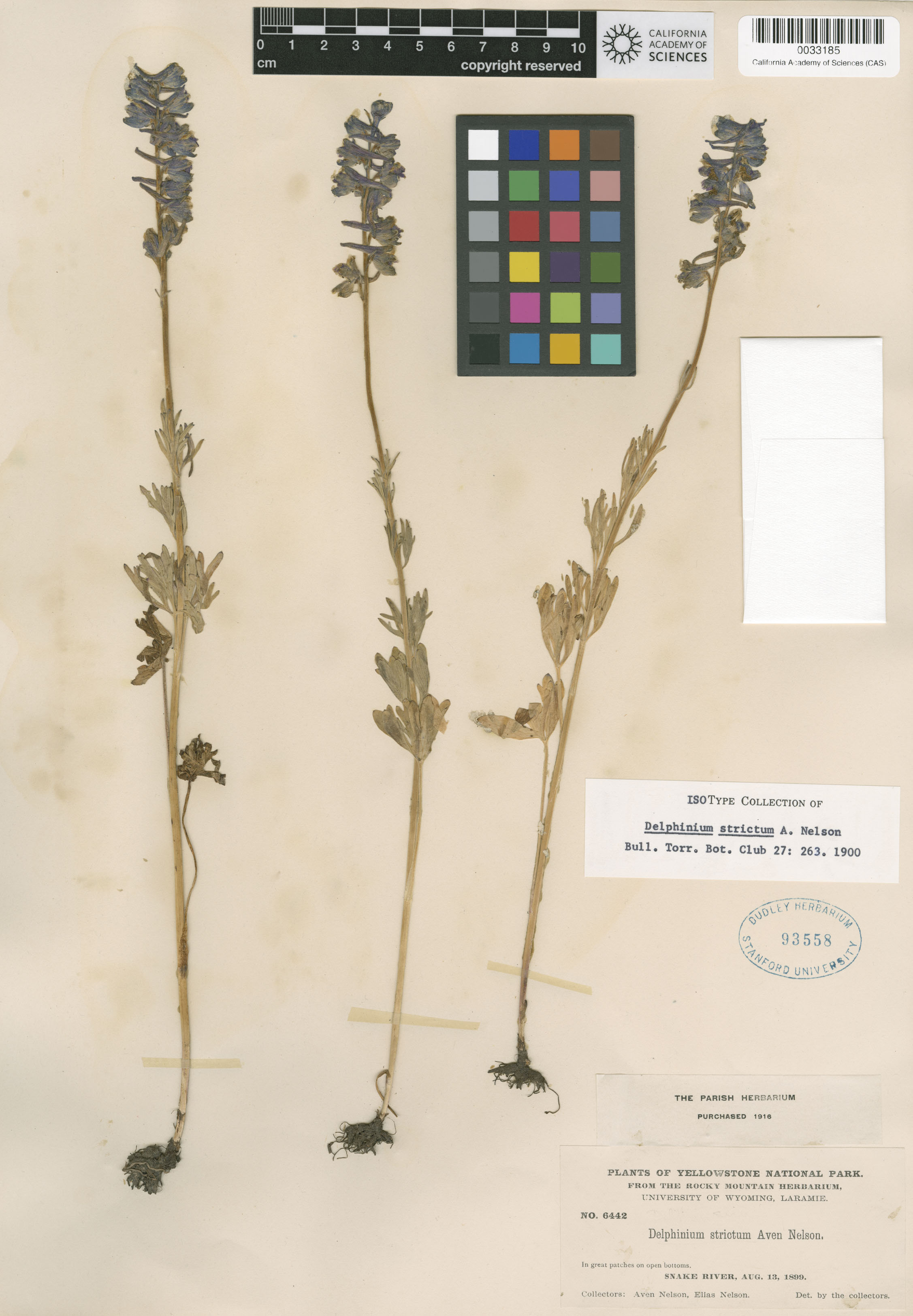 Delphinium distichum image