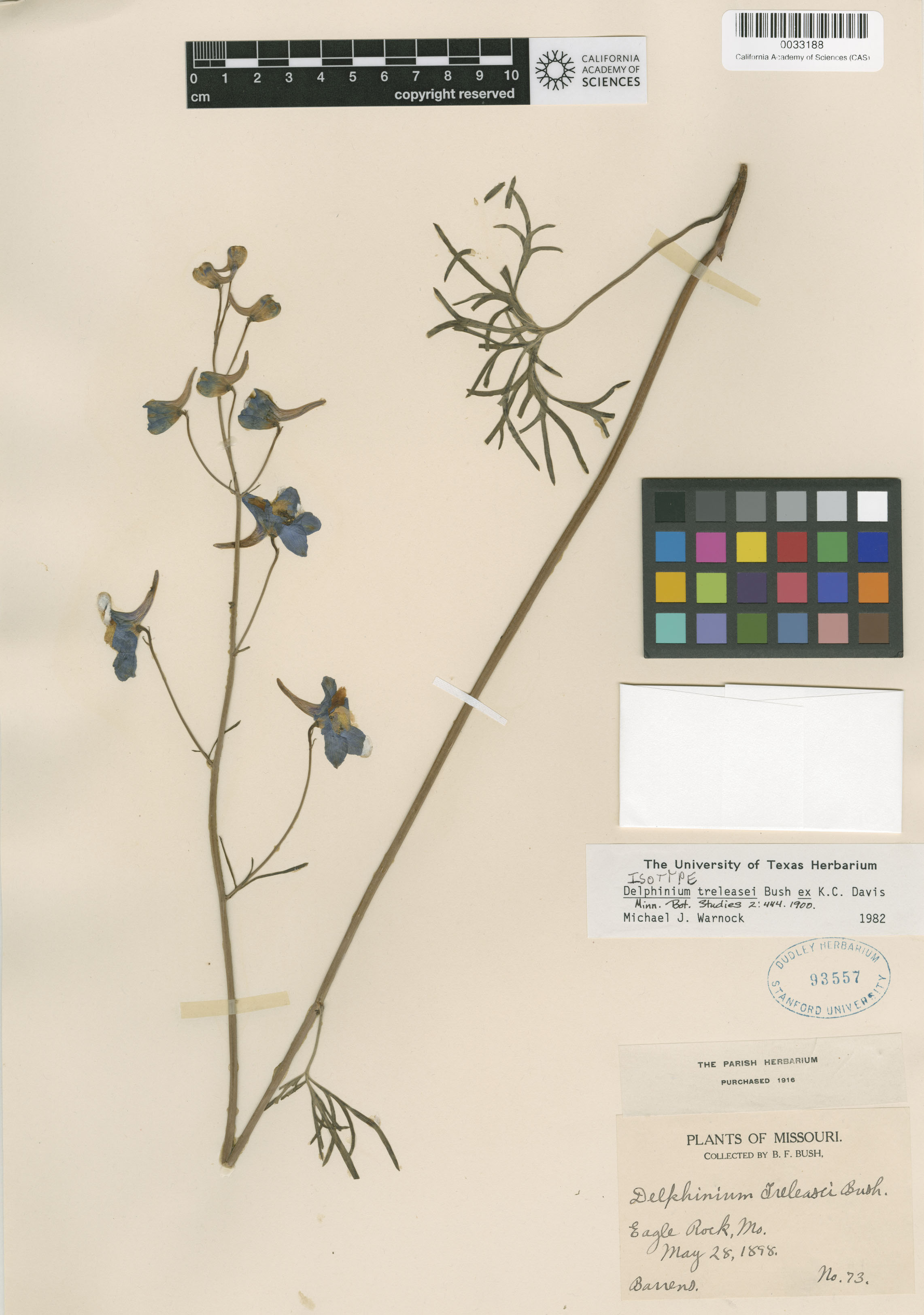 Delphinium treleasei image