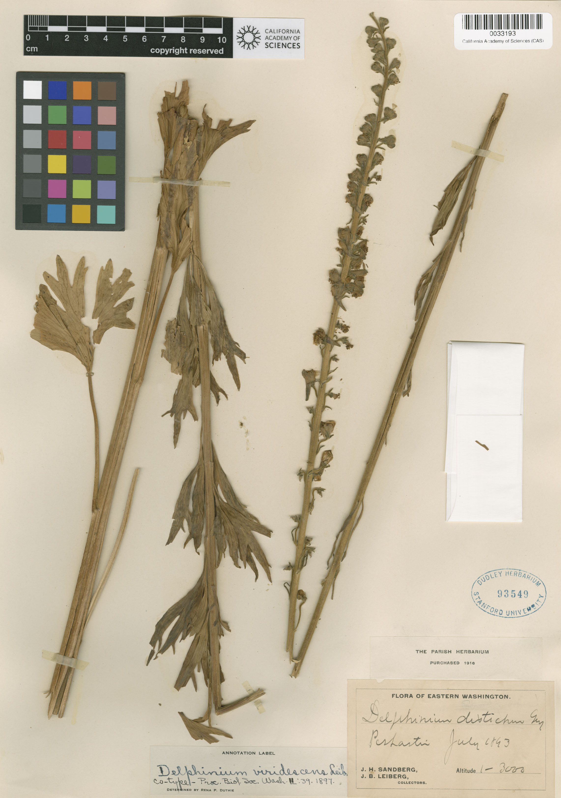 Delphinium viridescens image