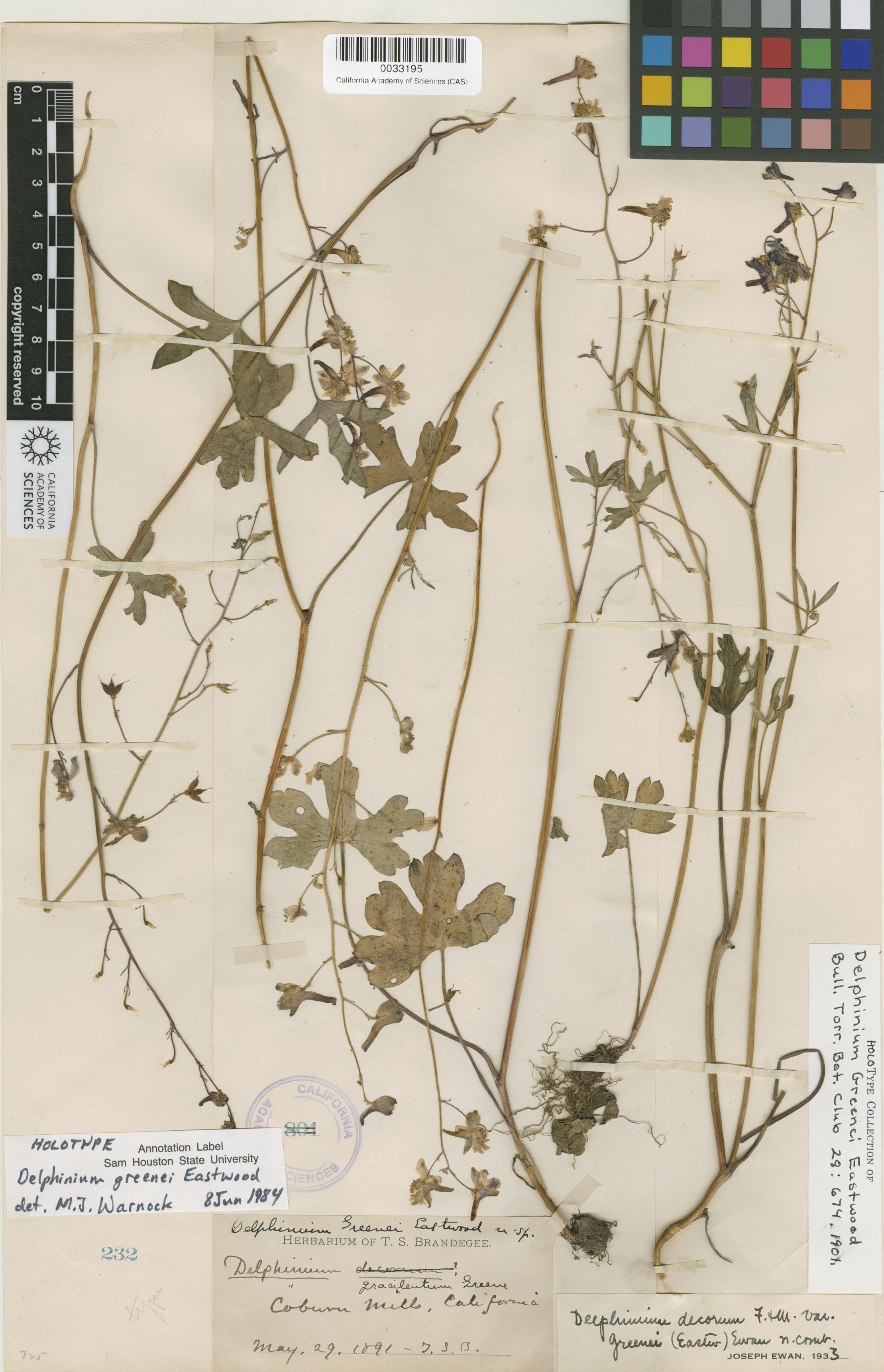 Delphinium gracilentum image