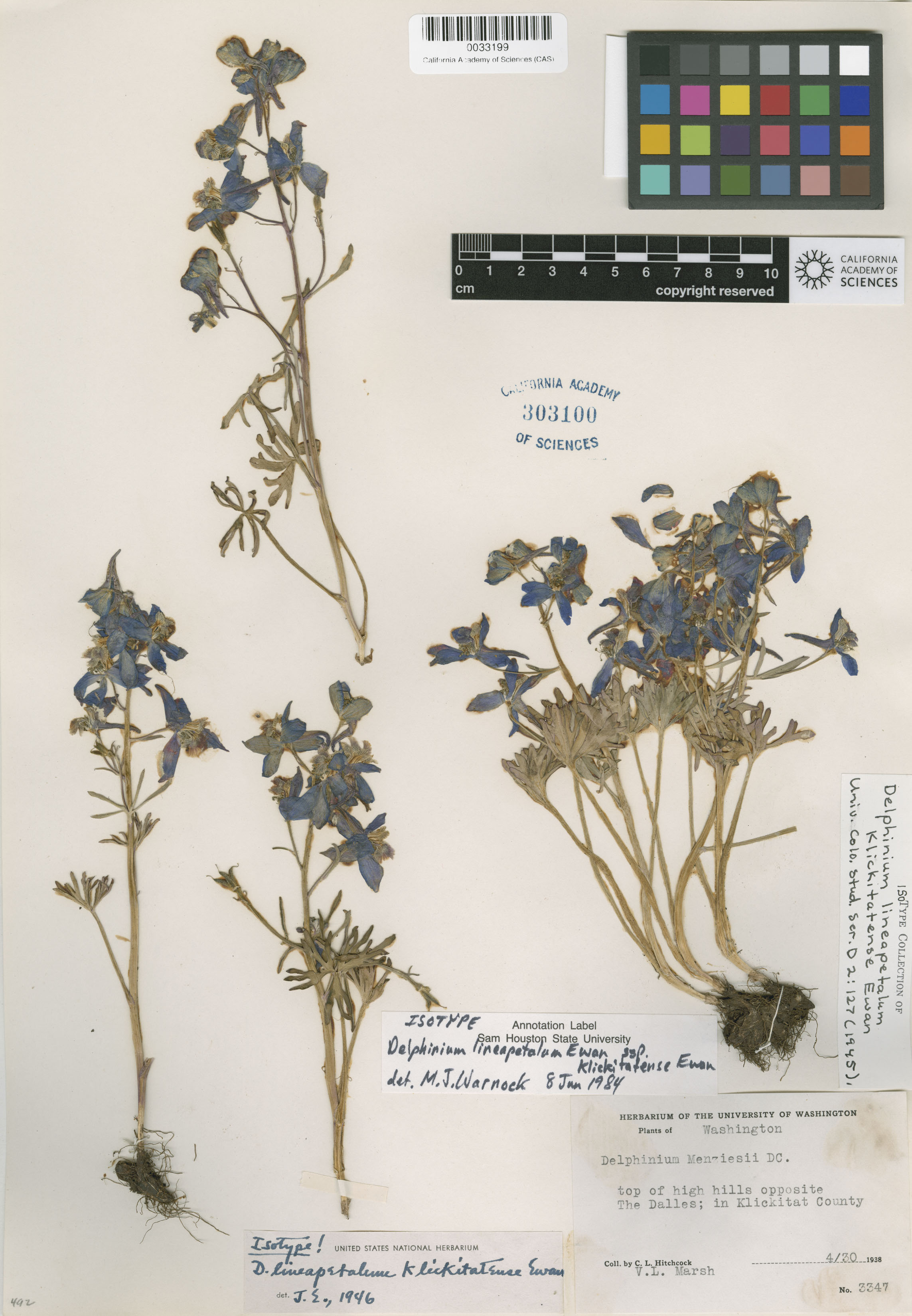 Delphinium lineapetalum image