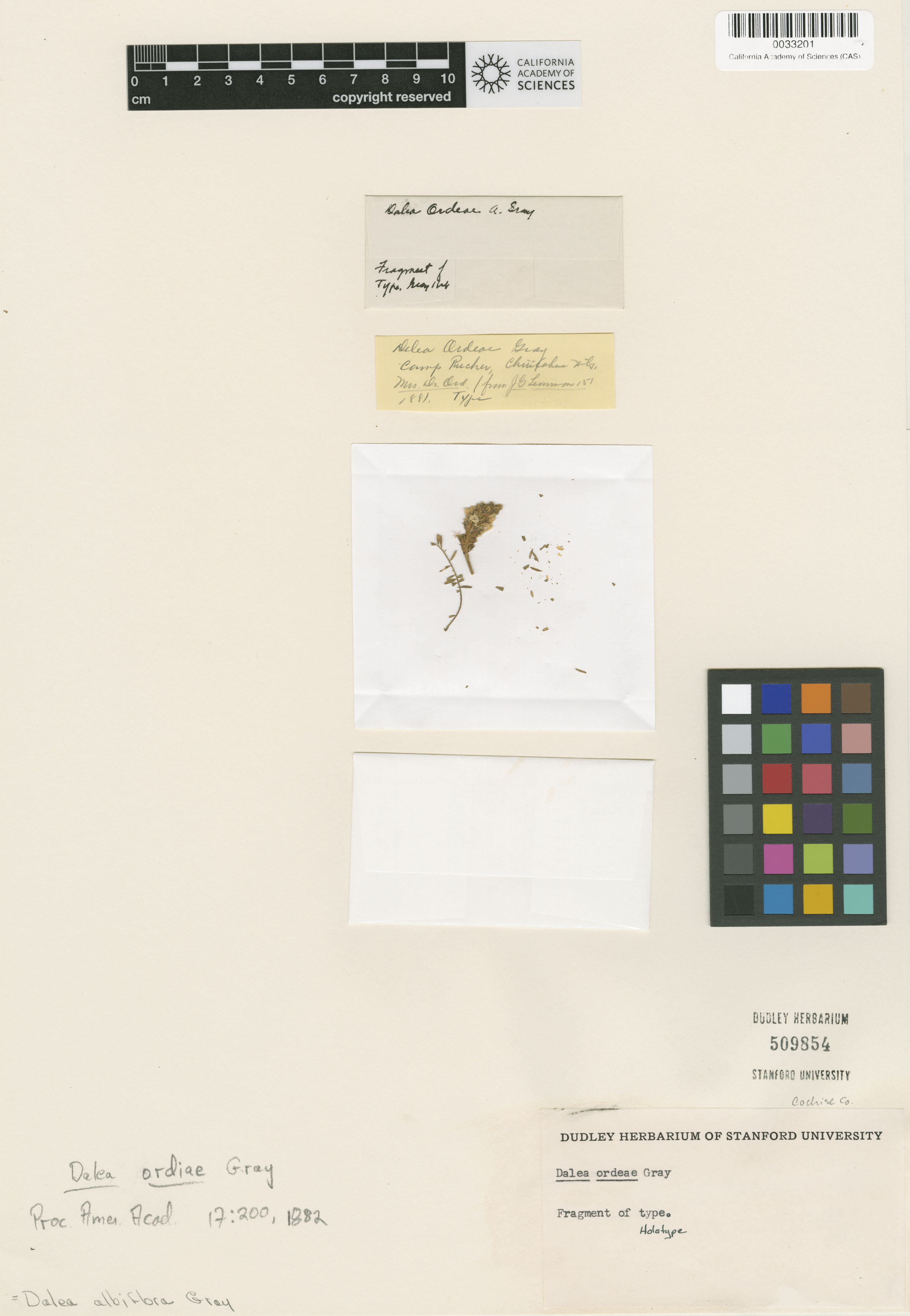 Dalea albiflora image