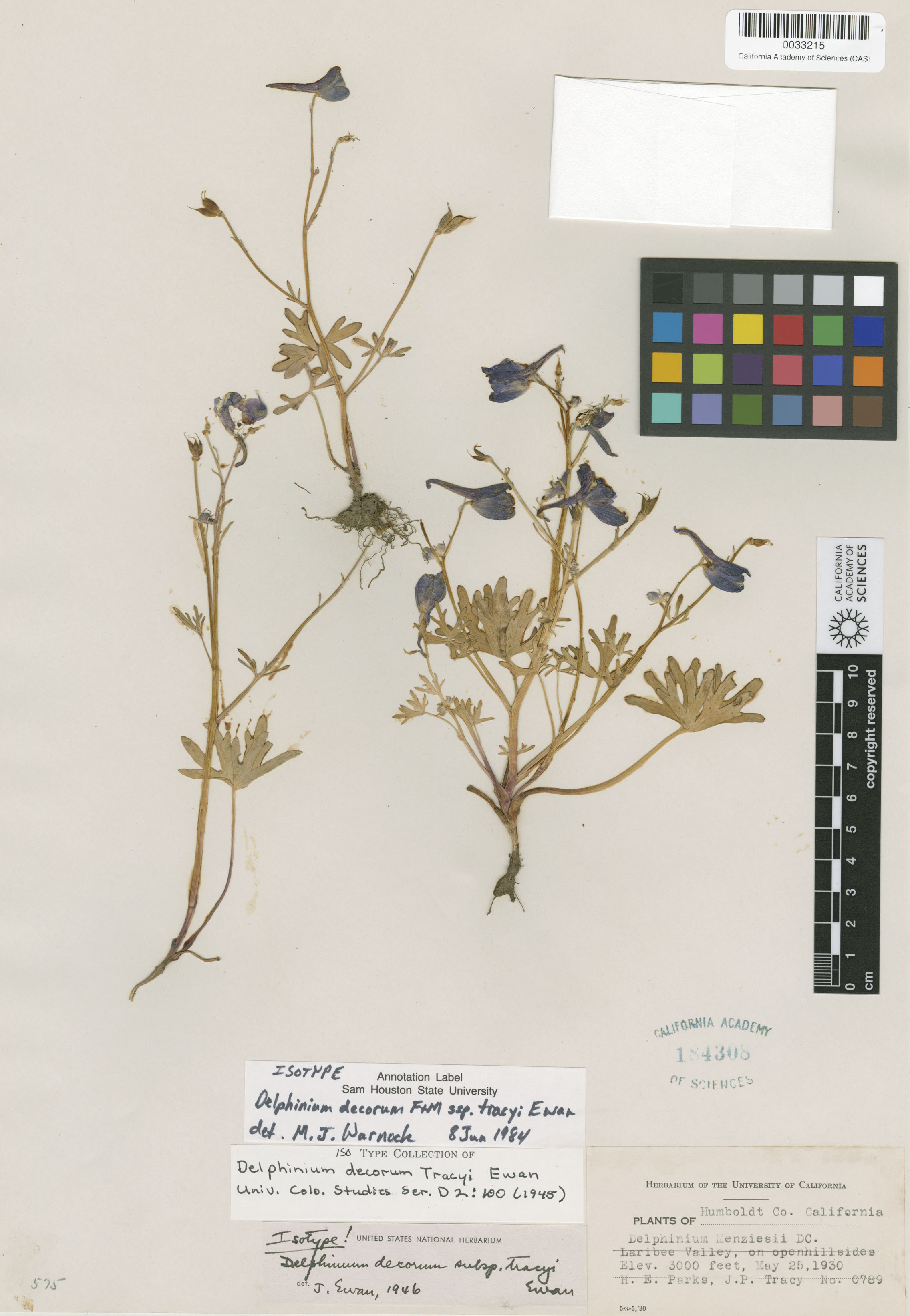 Delphinium decorum subsp. tracyi image