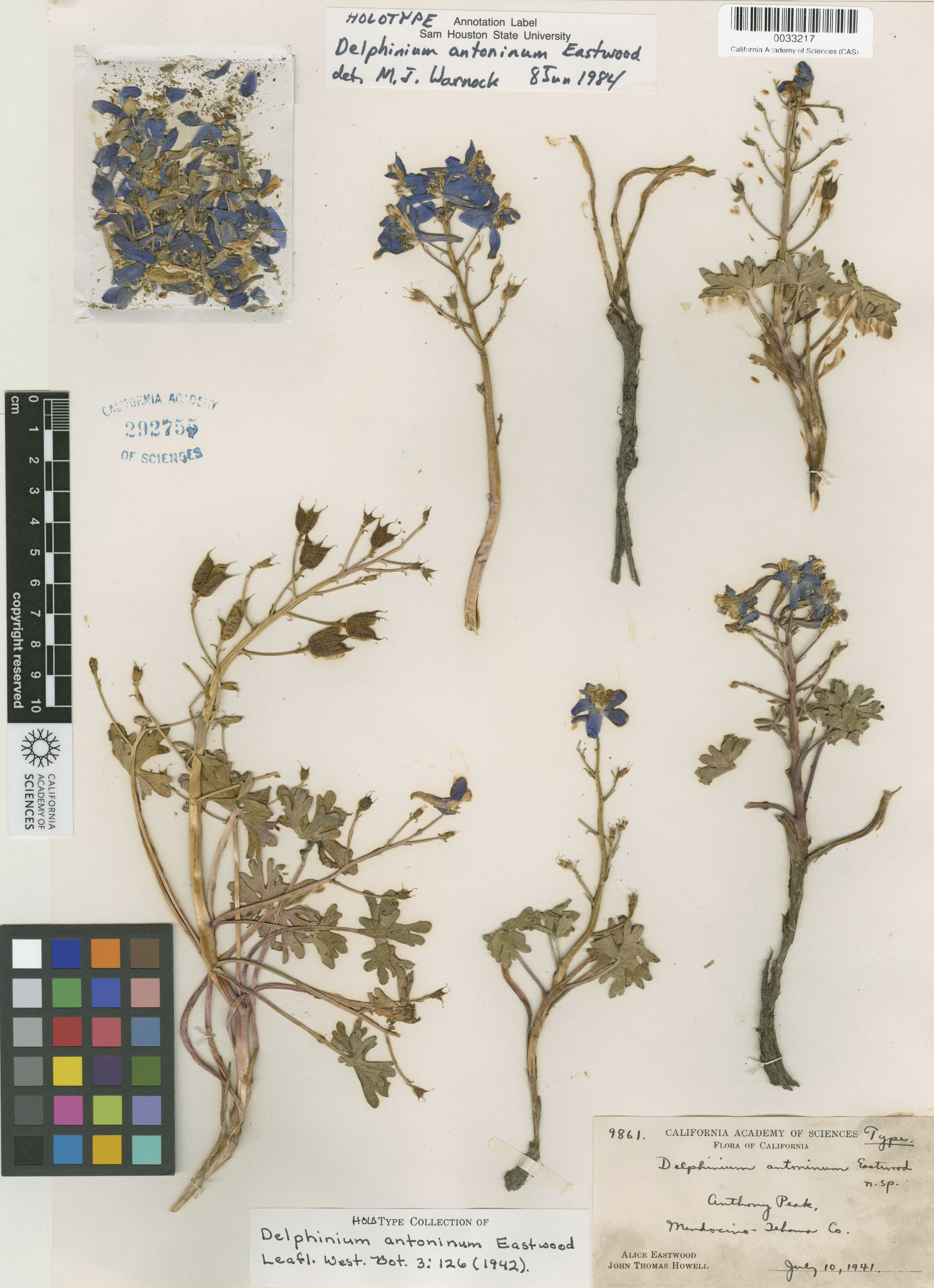 Delphinium image