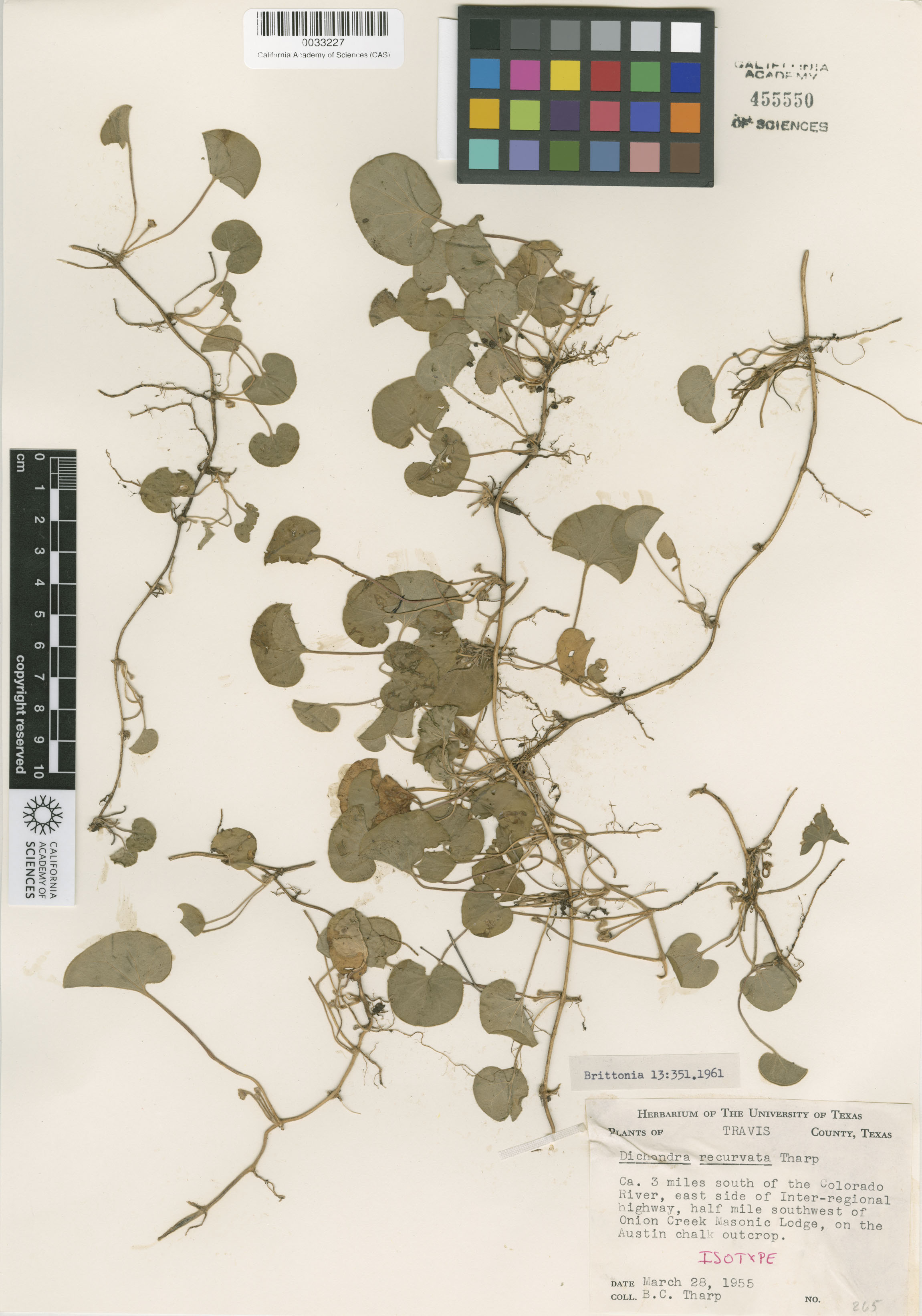 Convolvulaceae image