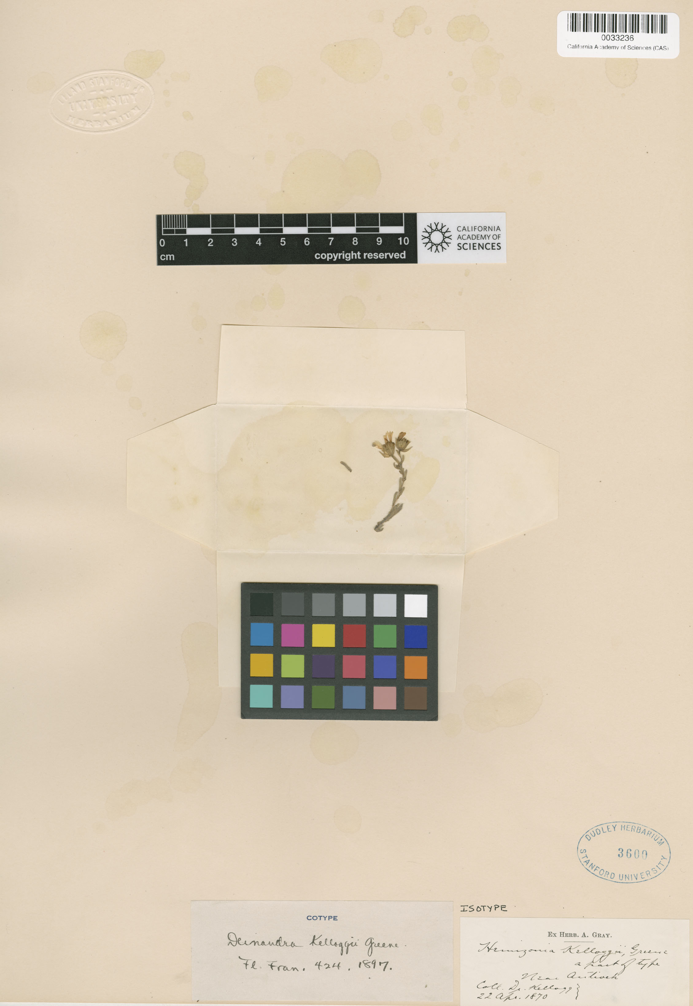 Deinandra kelloggii image