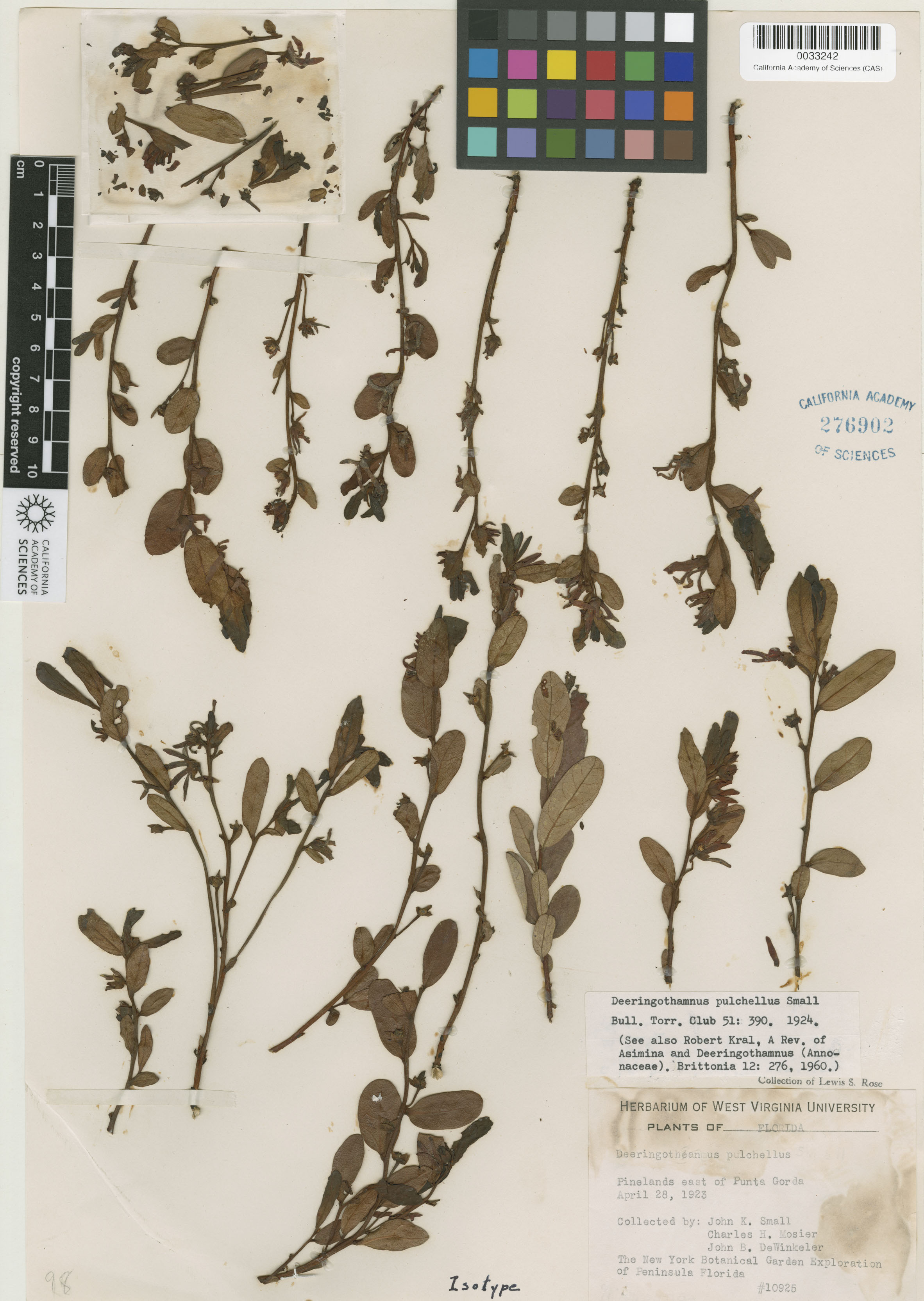 Deeringothamnus pulchellus image