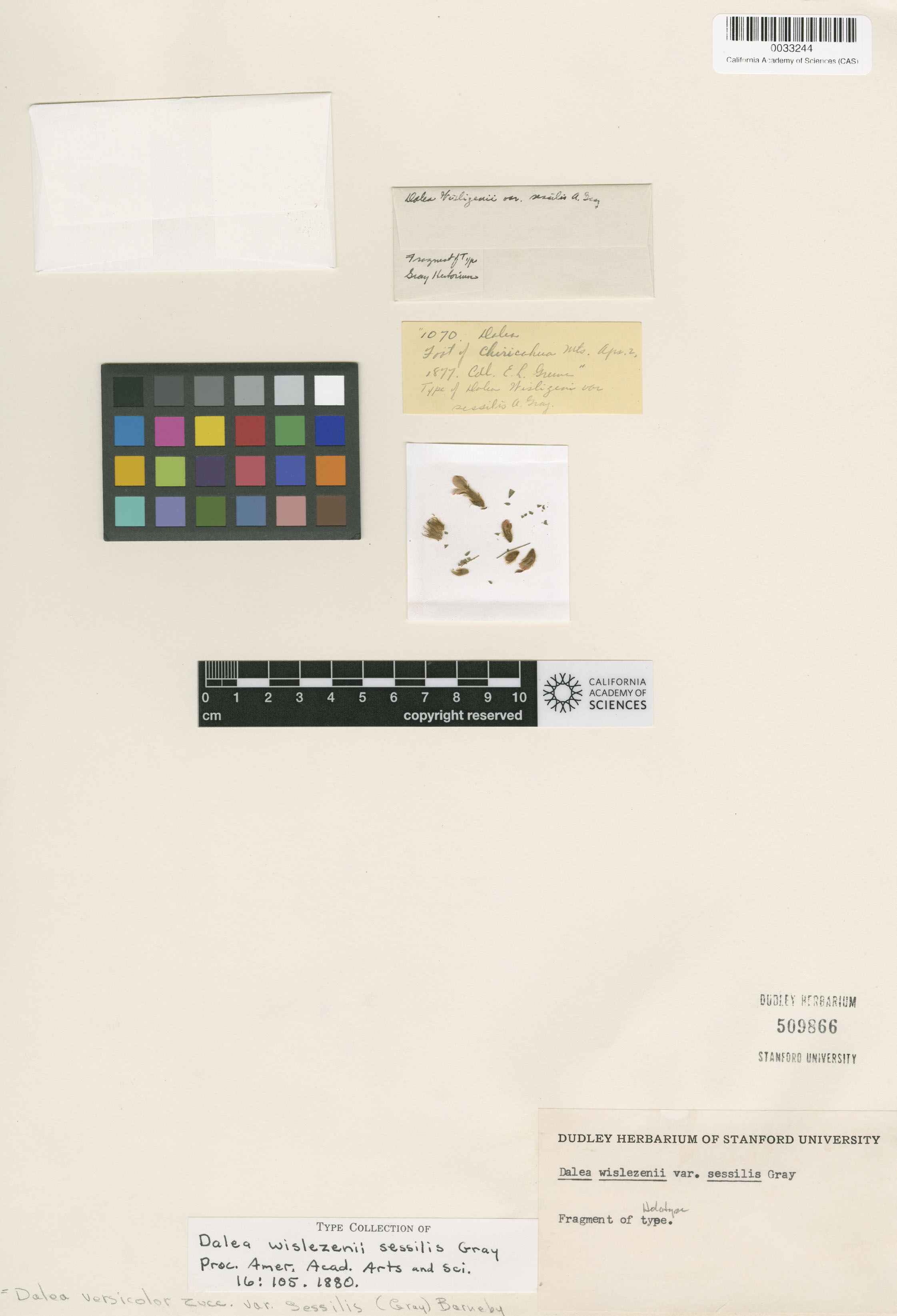 Dalea versicolor var. sessilis image