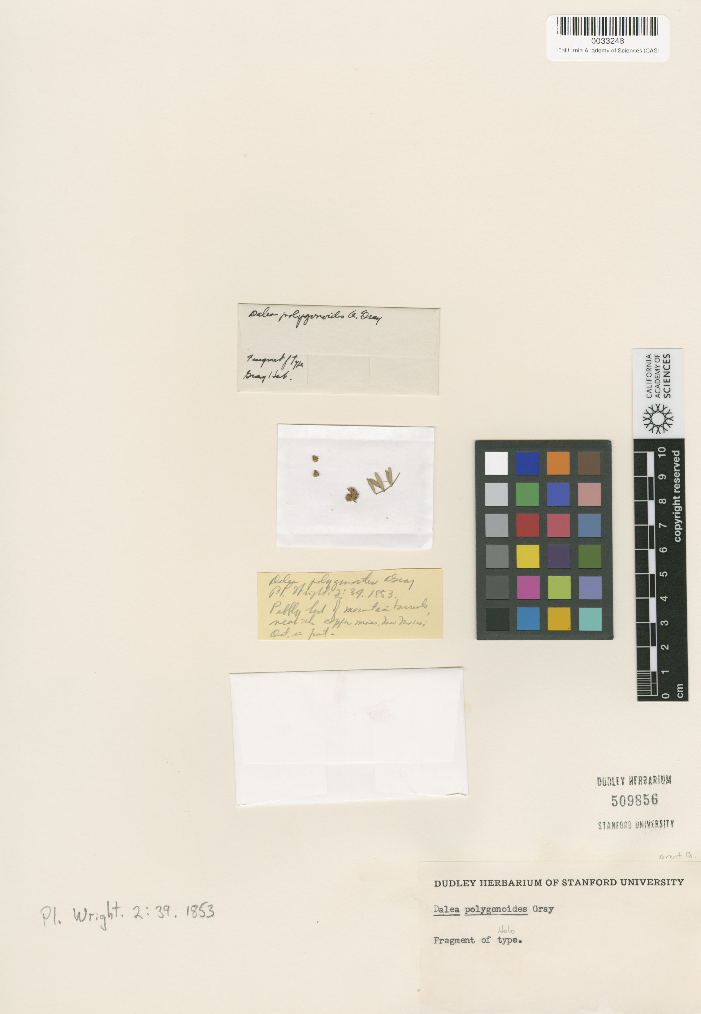 Dalea polygonoides image