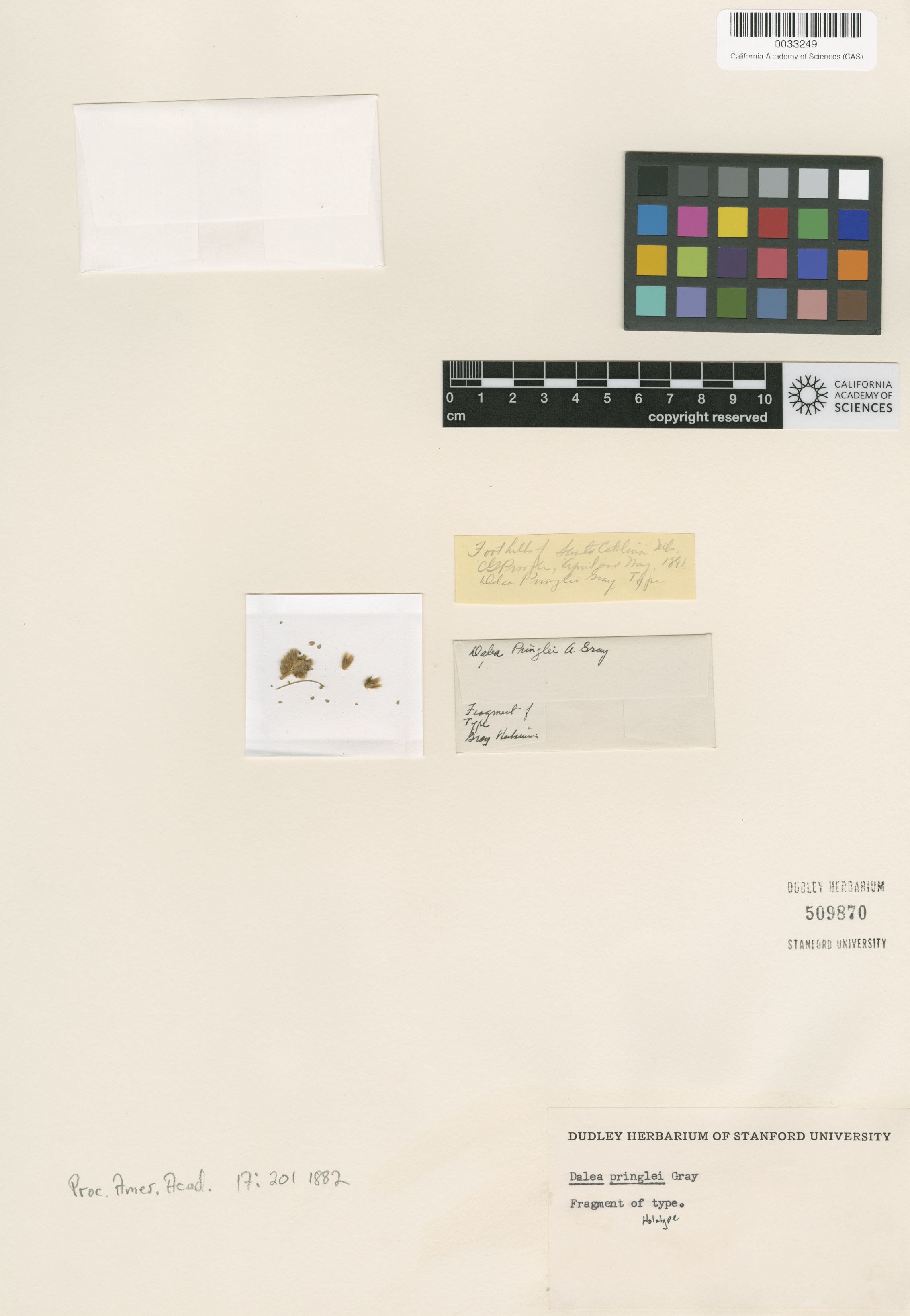 Dalea pringlei image