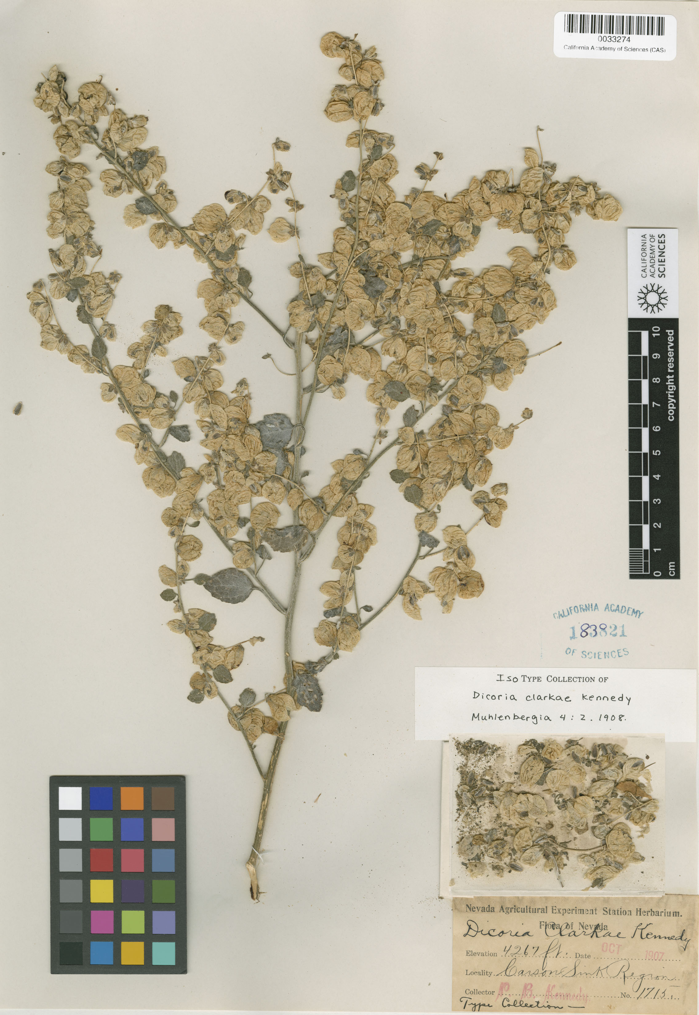 Dicoria canescens image