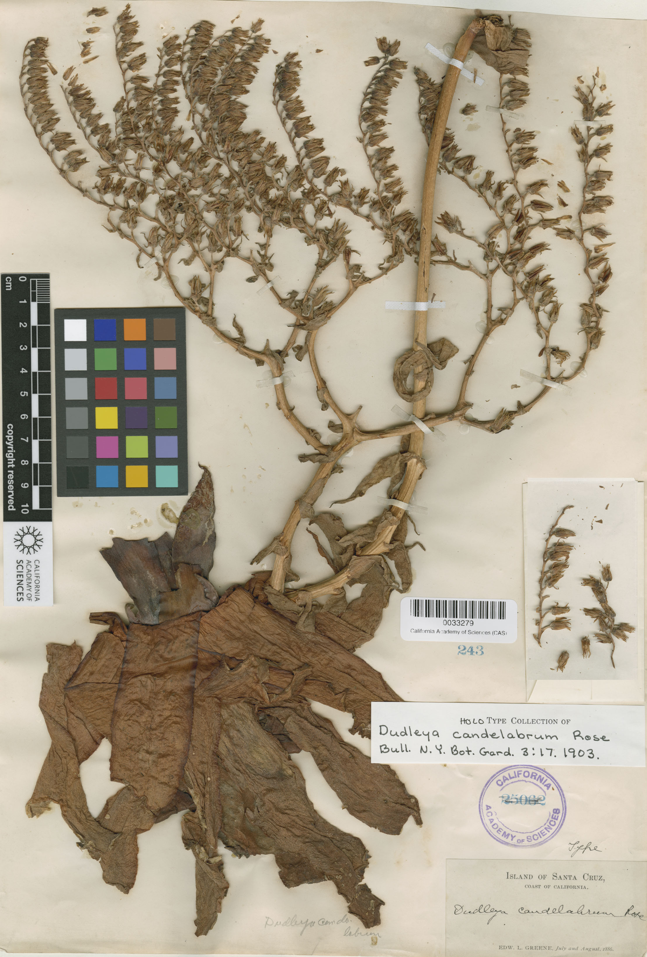 Dudleya candelabrum image