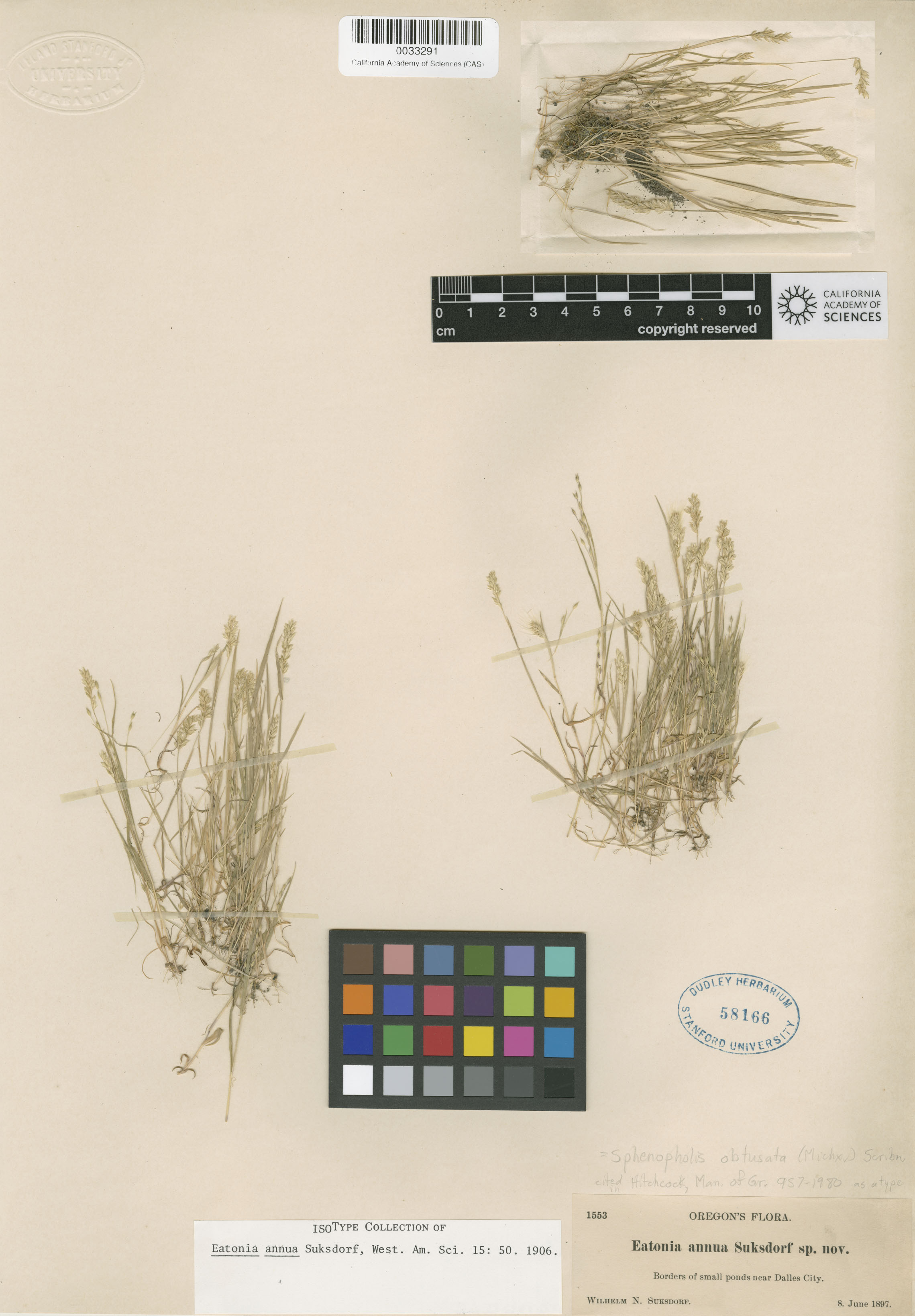 Sphenopholis obtusata image