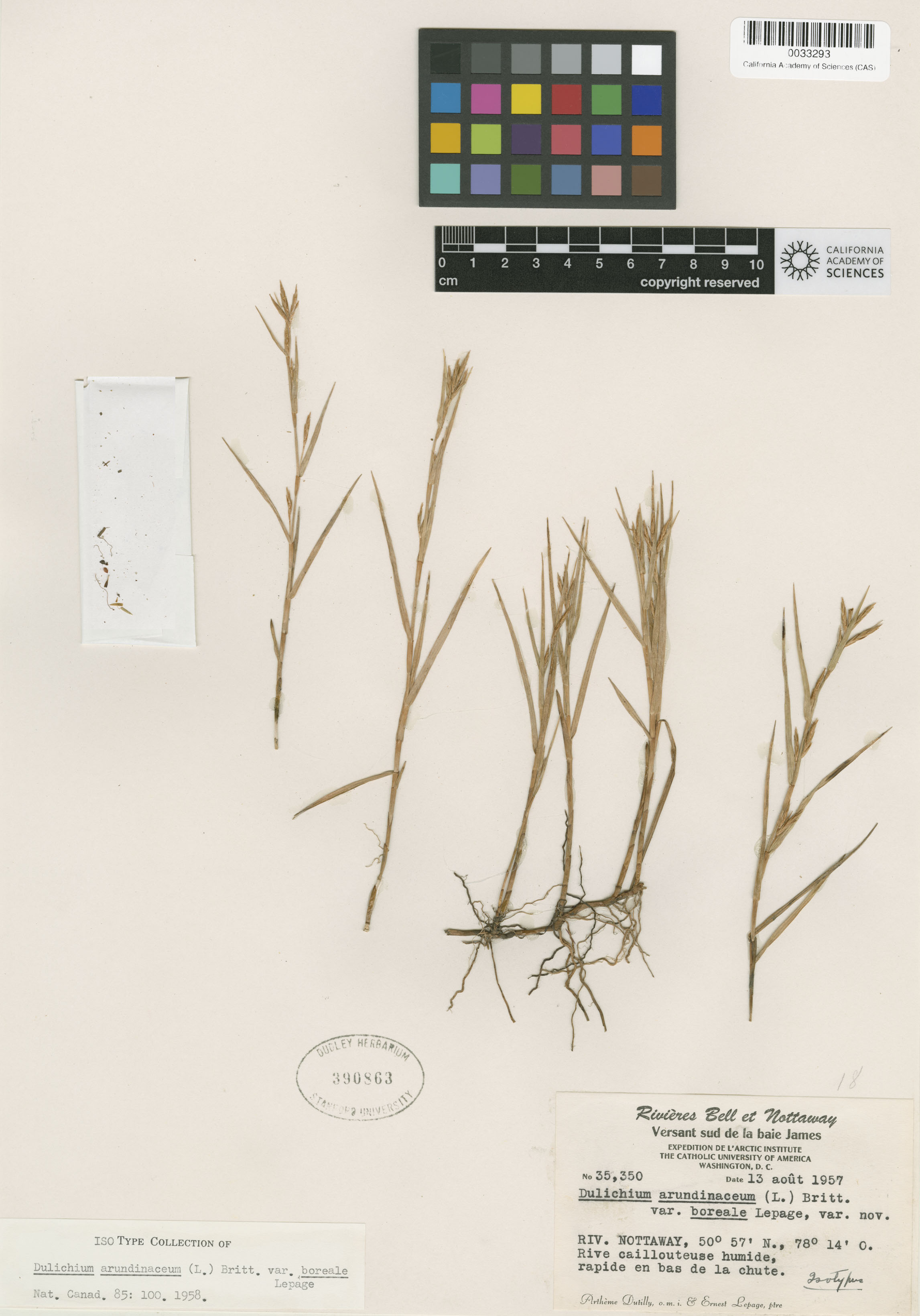 Dulichium arundinaceum image