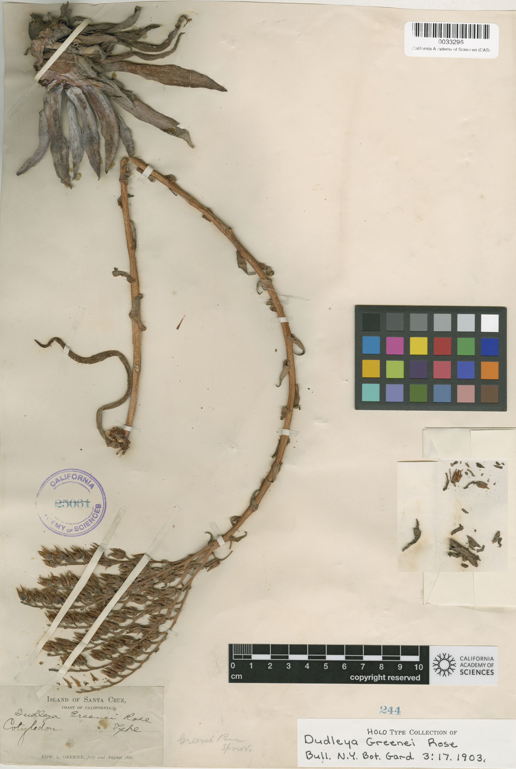 Dudleya greenei image