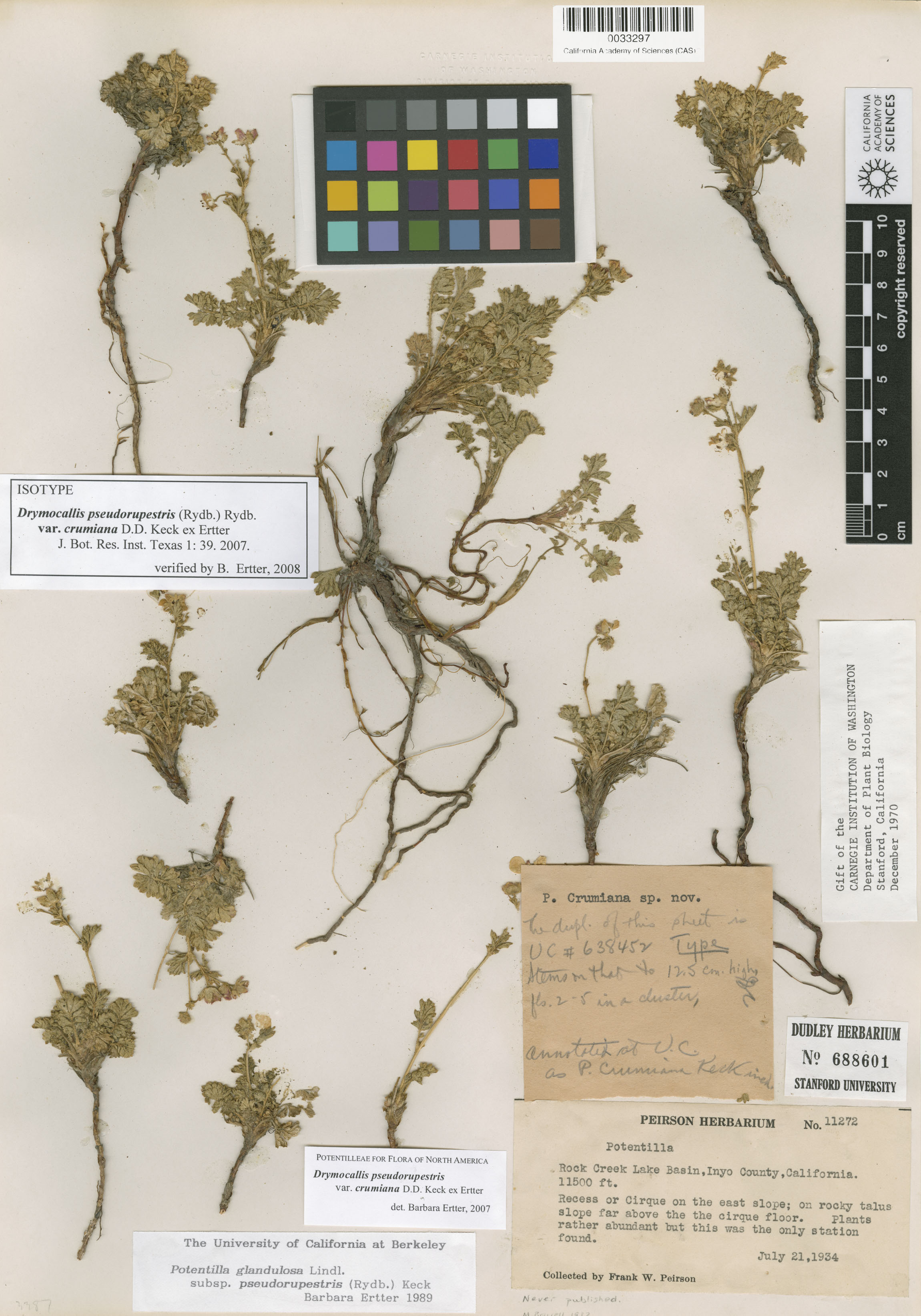 Drymocallis pseudorupestris var. crumiana image