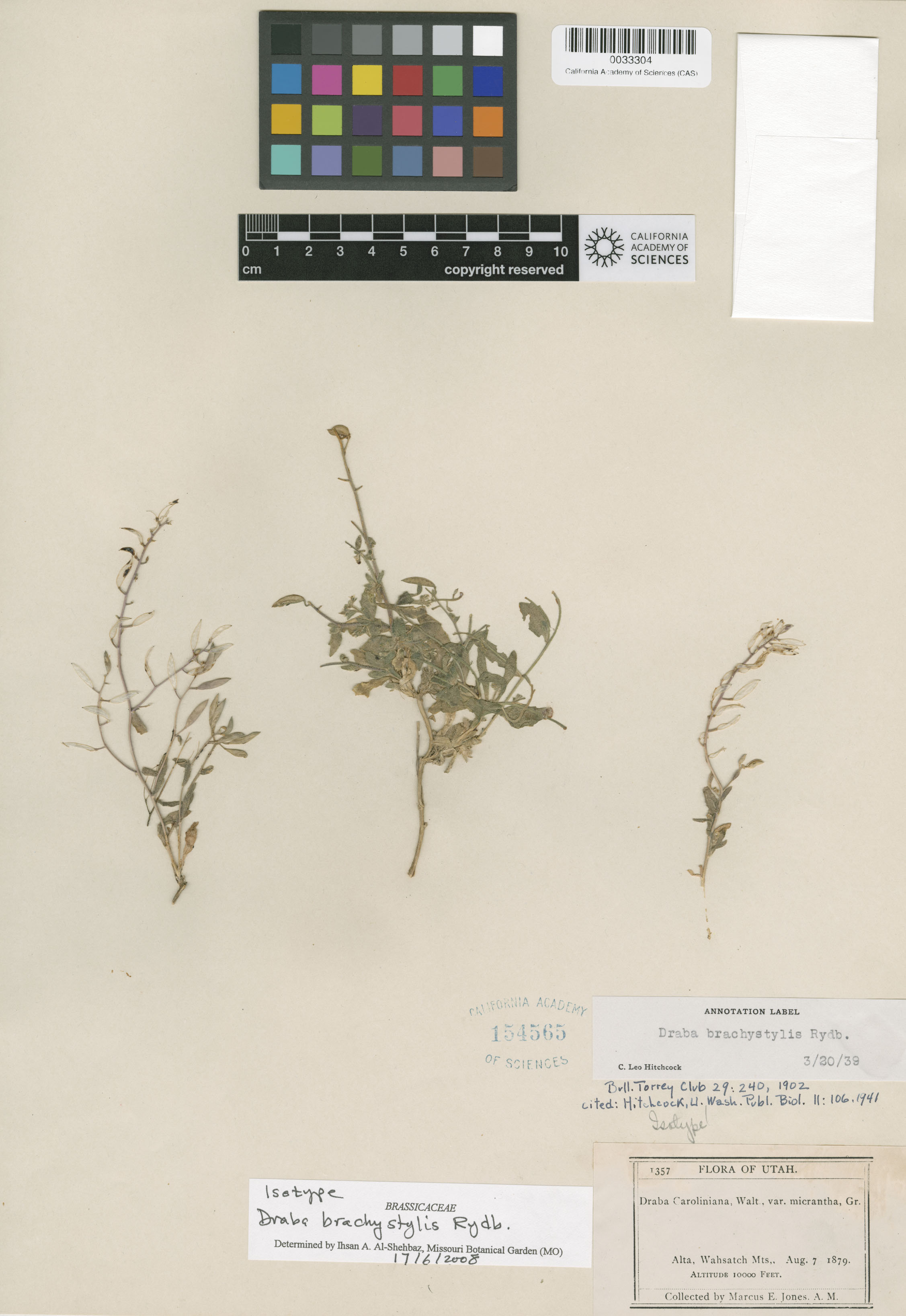 Draba brachystylis image