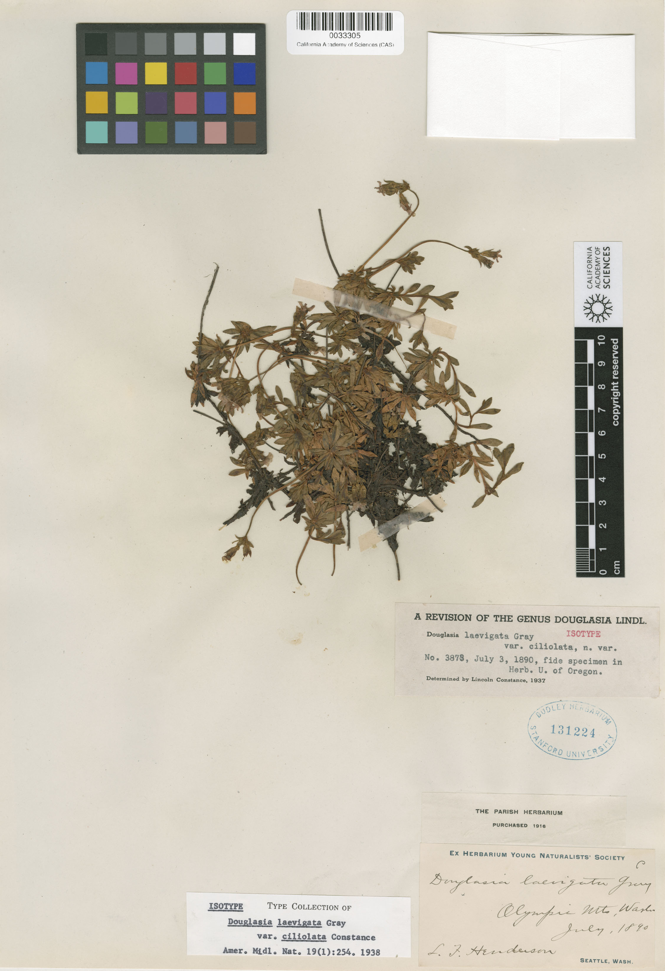 Androsace laevigata image