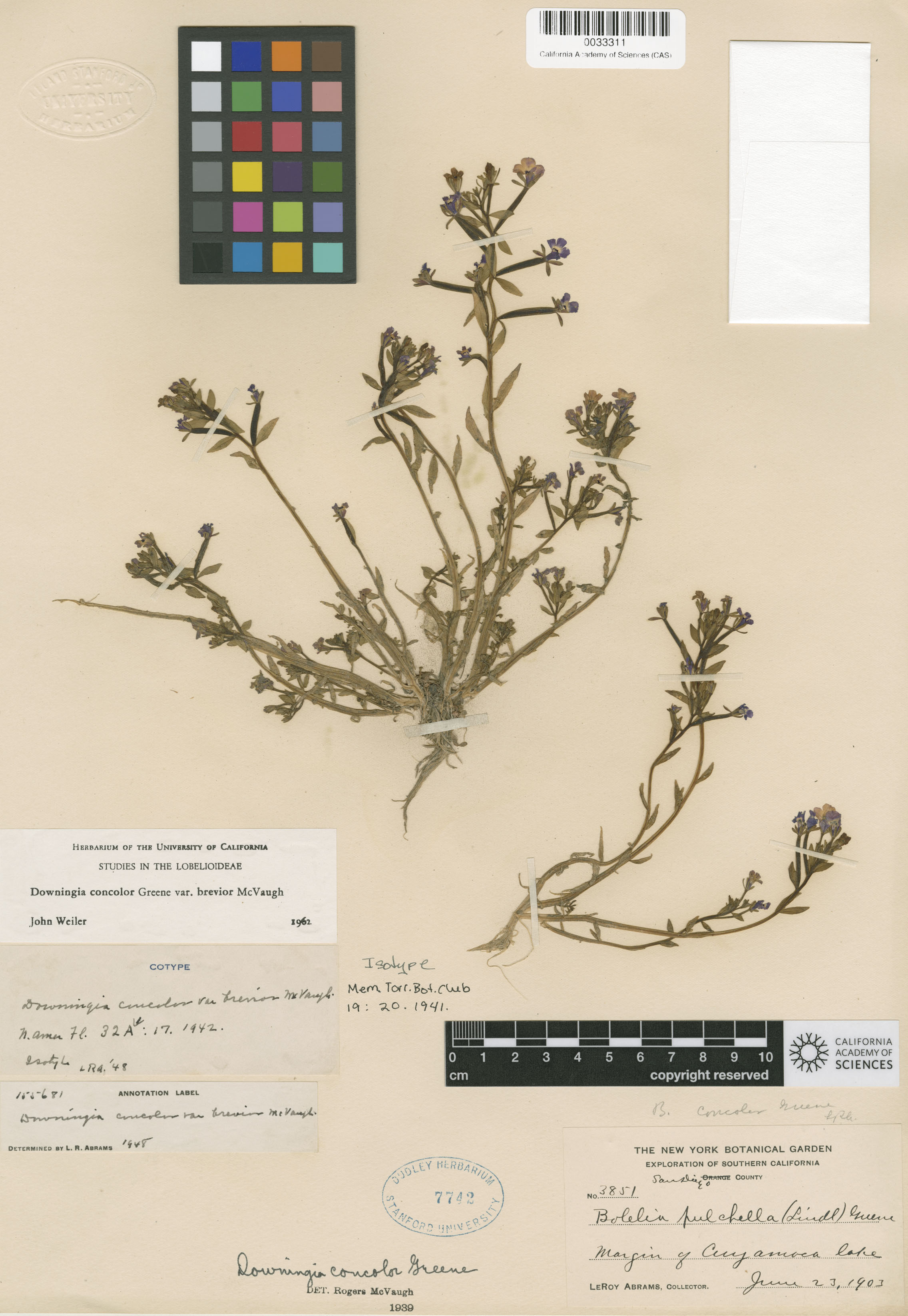 Downingia concolor var. brevior image