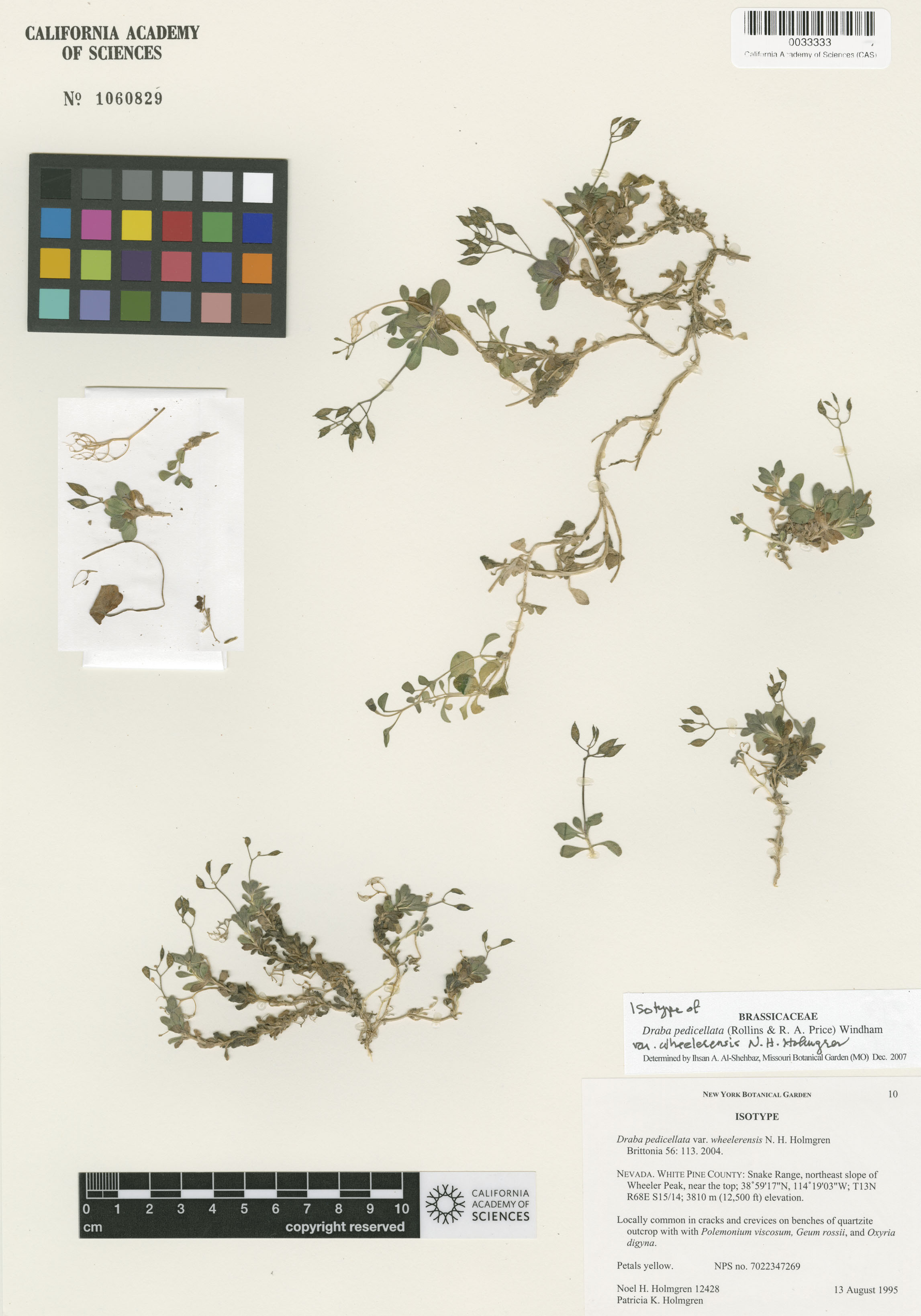 Draba pedicellata image