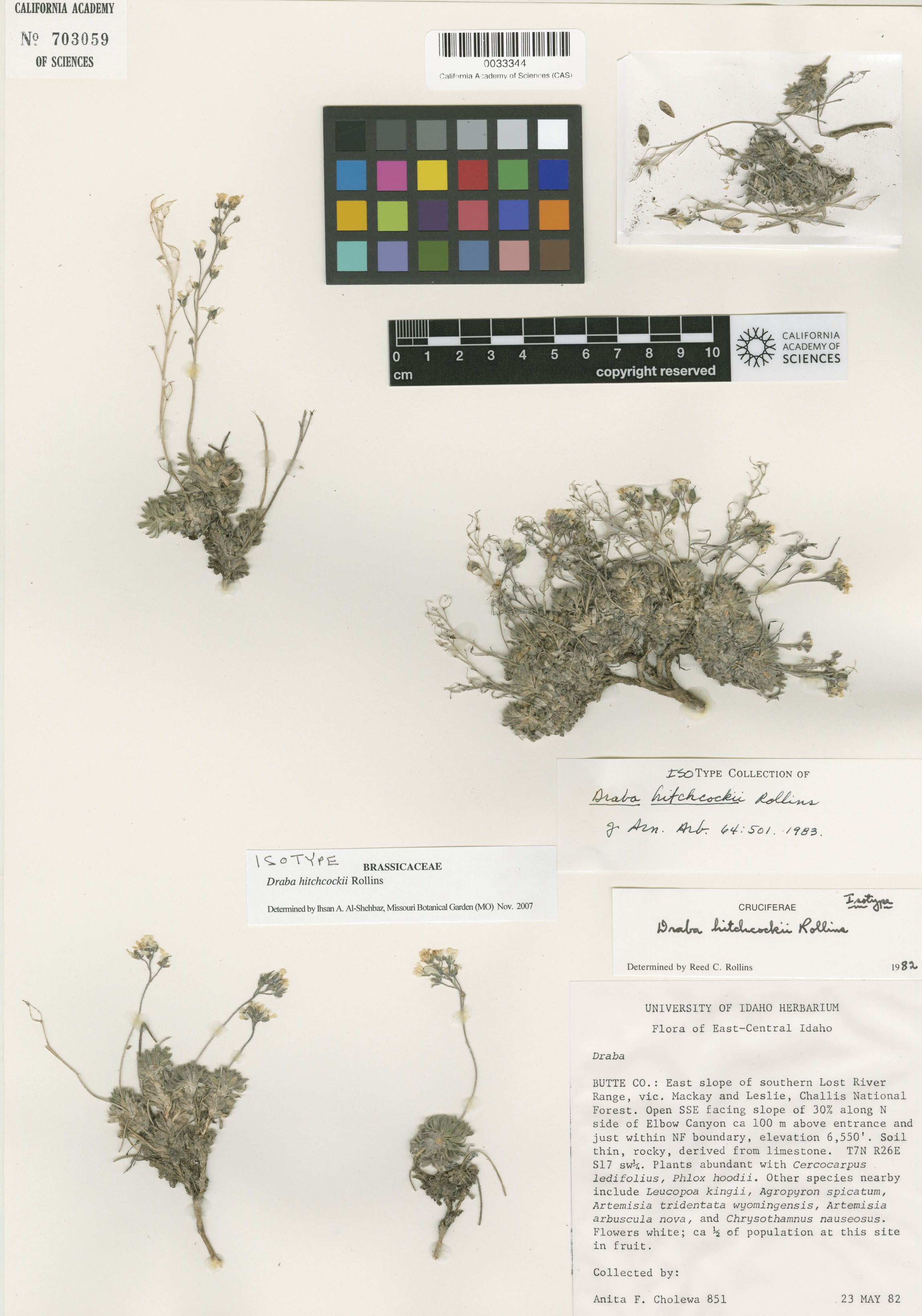 Draba hitchcockii image