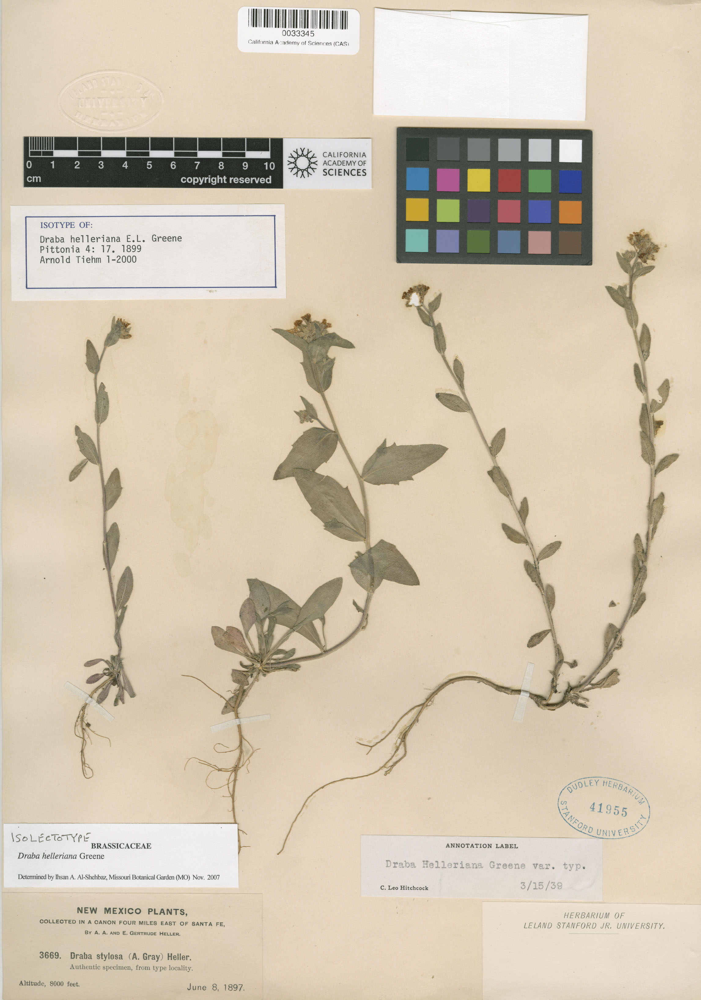 Draba helleriana image