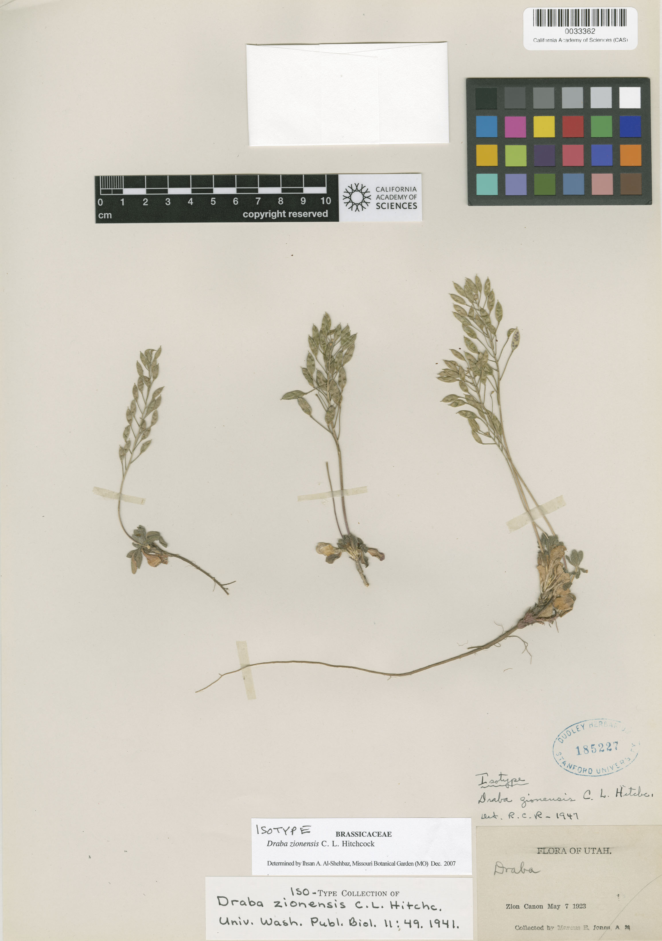 Draba zionensis image