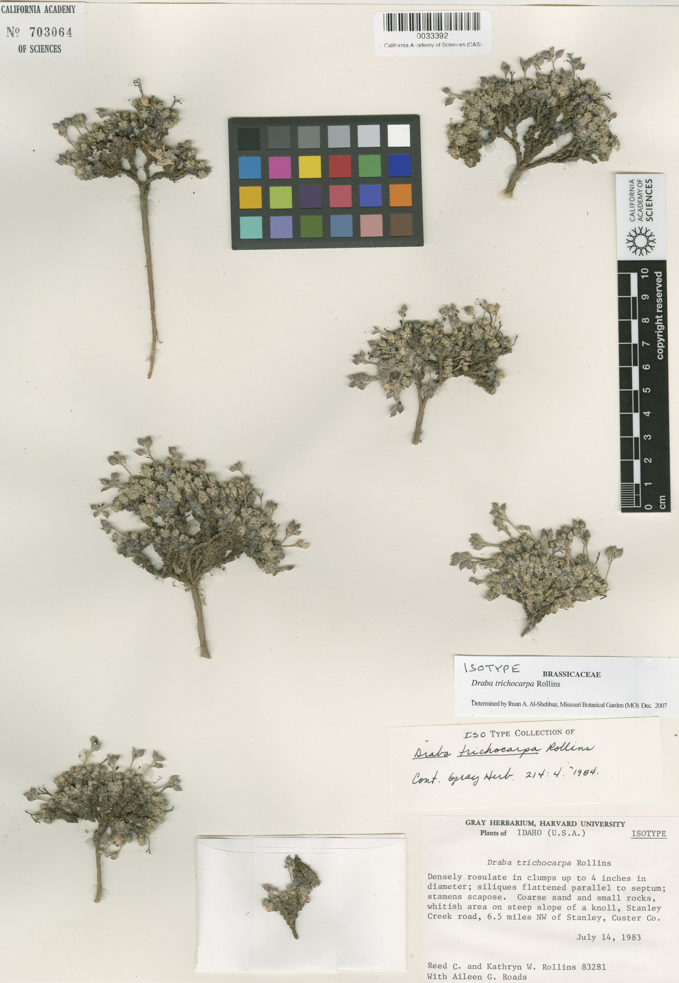 Draba trichocarpa image