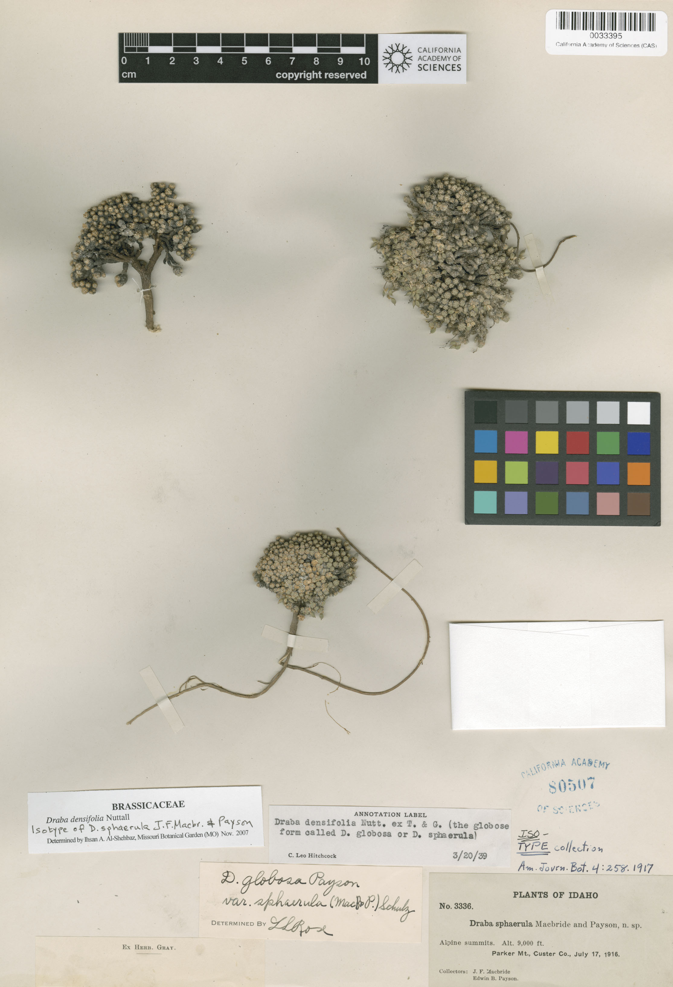 Draba densifolia image