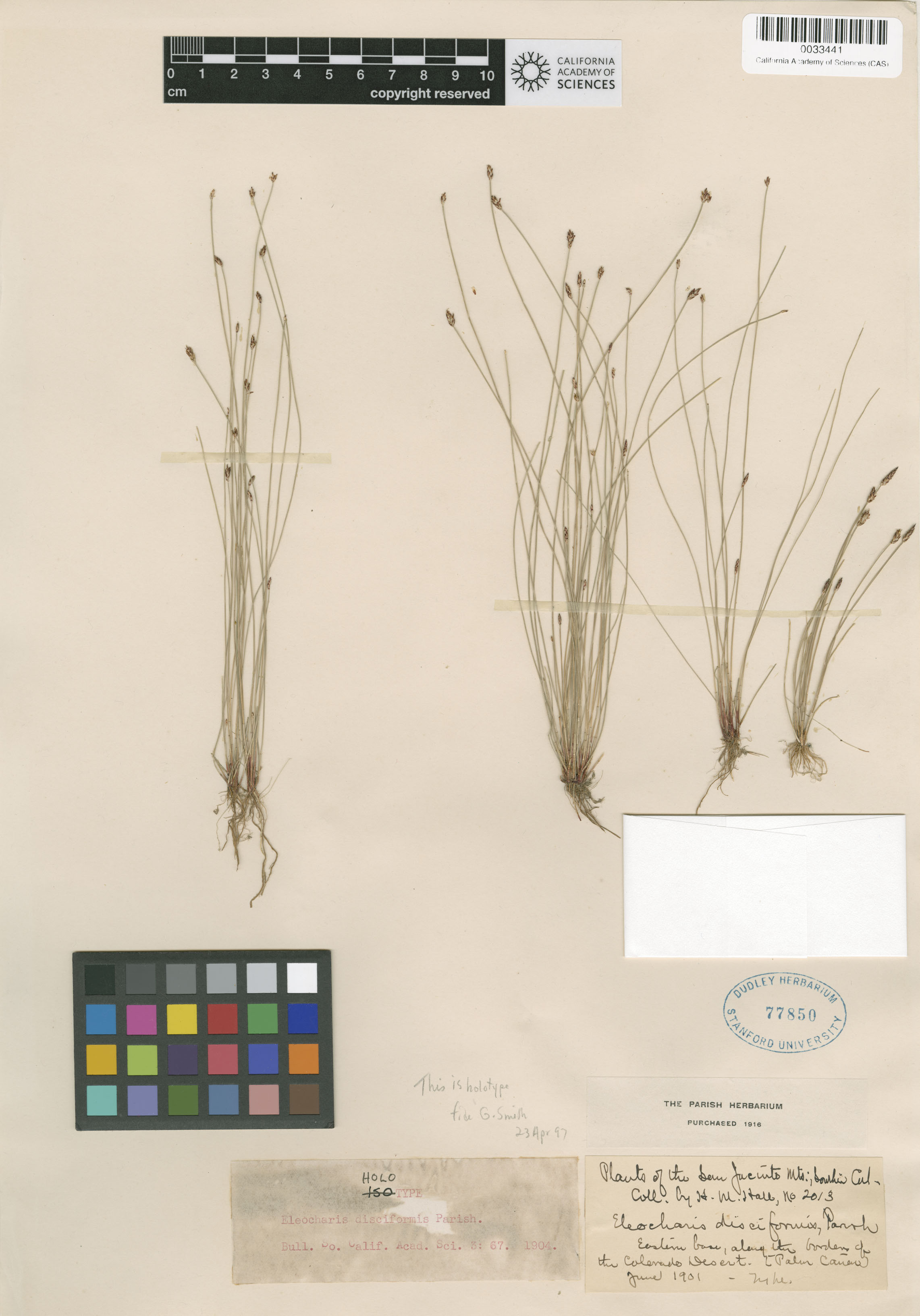 Eleocharis parishii image