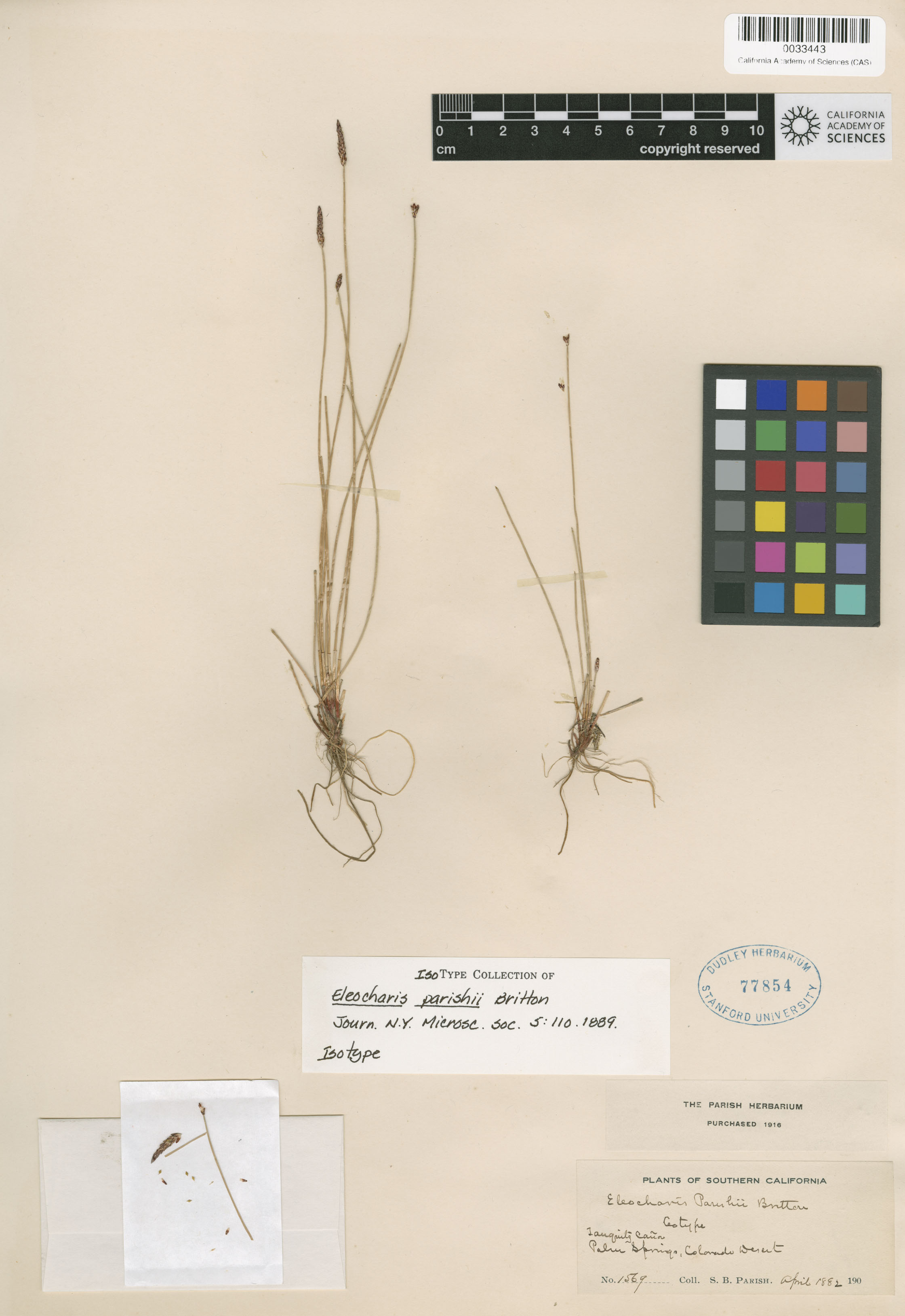 Eleocharis parishii image