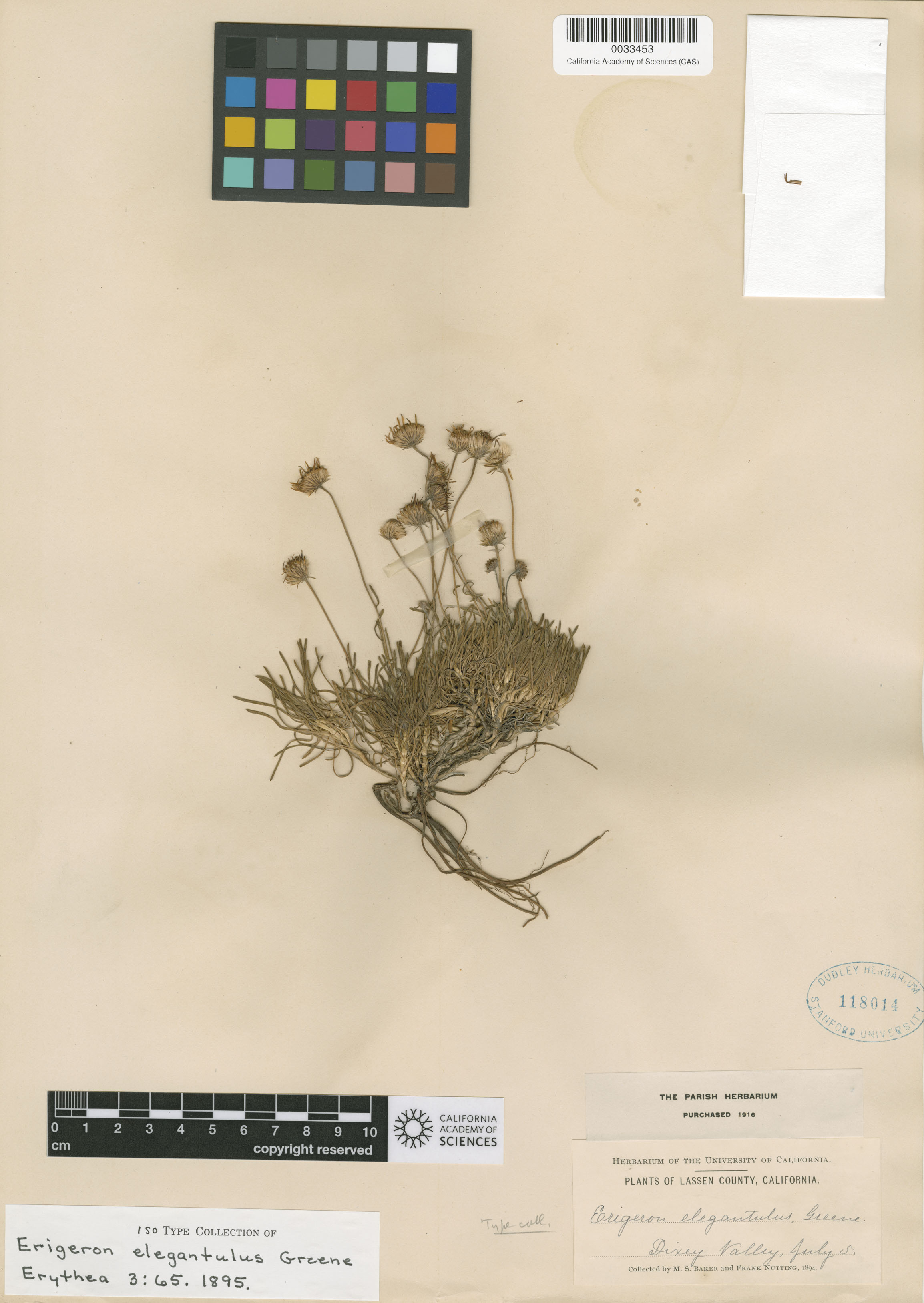 Erigeron elegantulus image