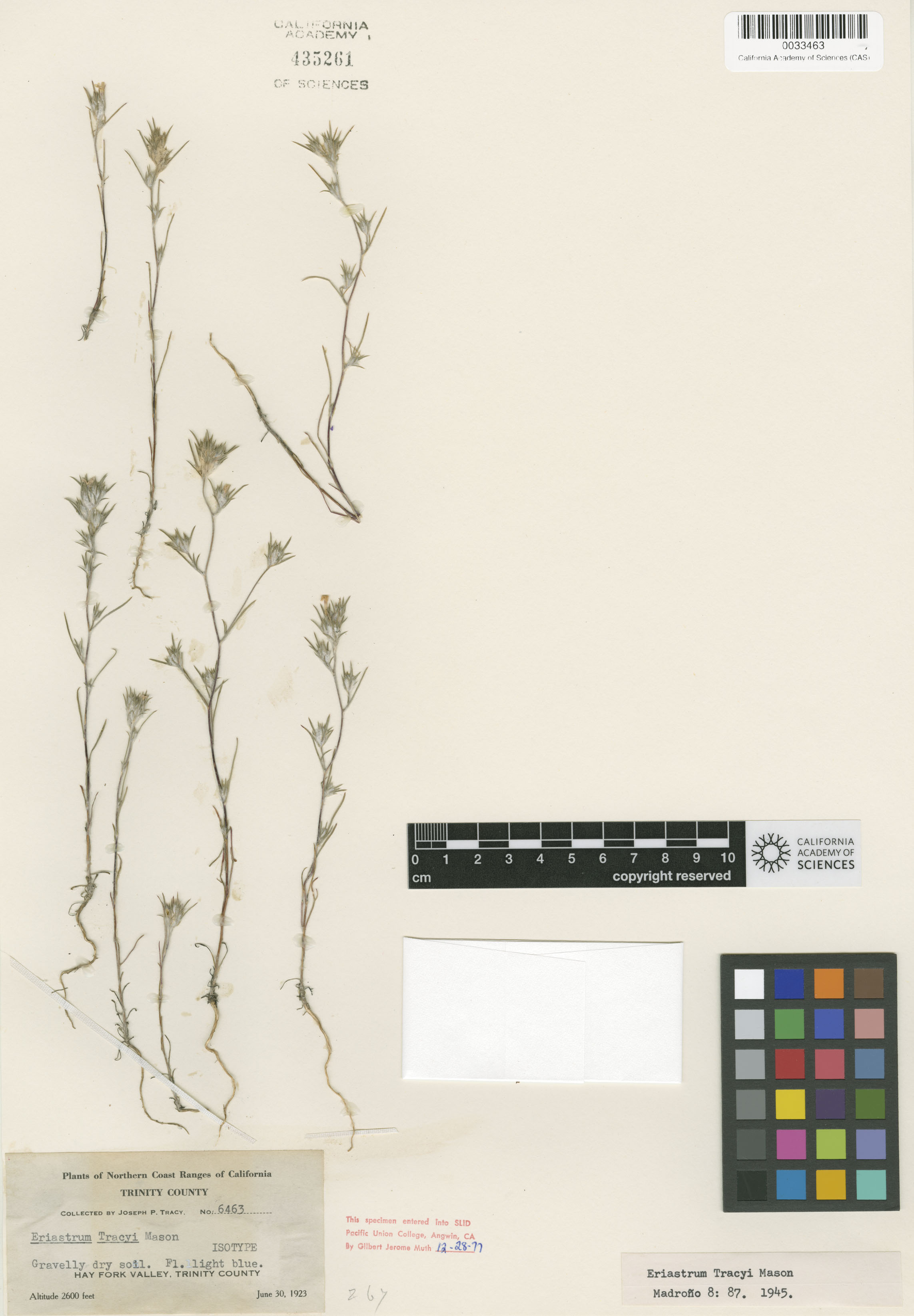 Eriastrum brandegeeae image