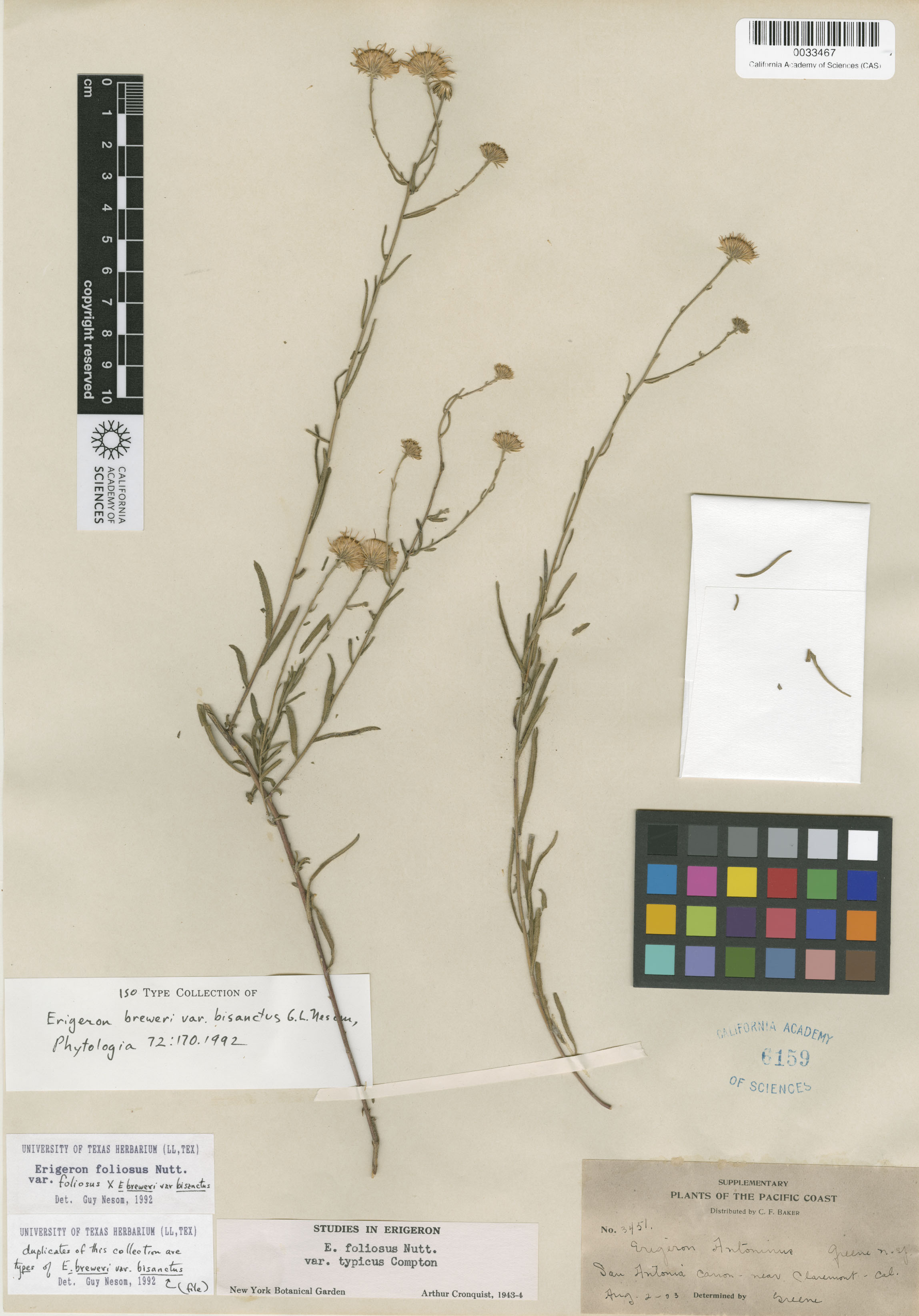 Erigeron breweri var. bisanctus image