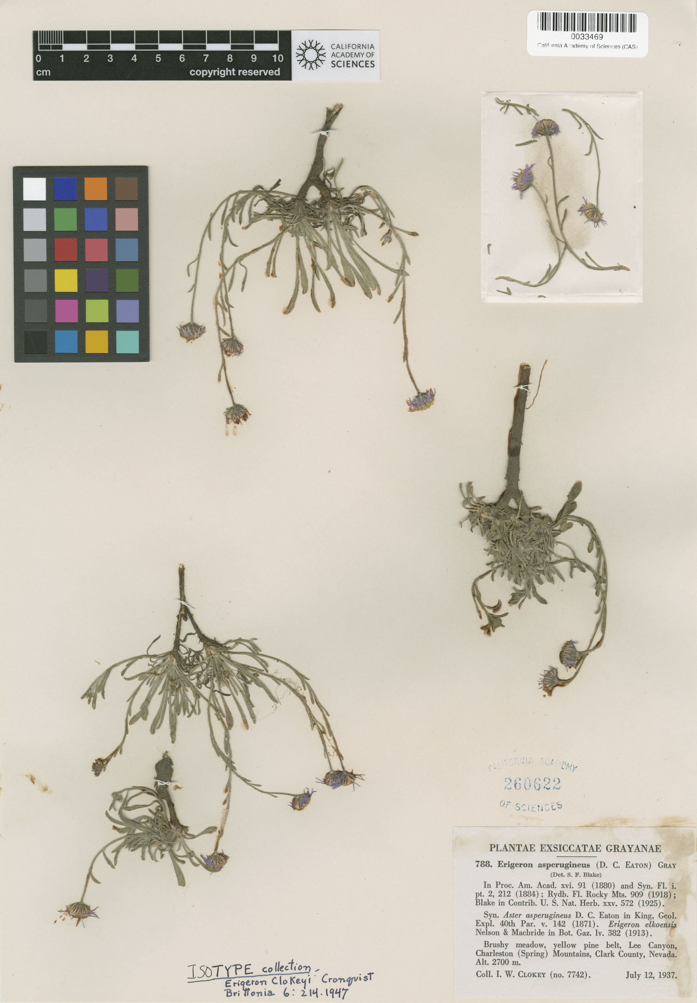 Erigeron clokeyi image