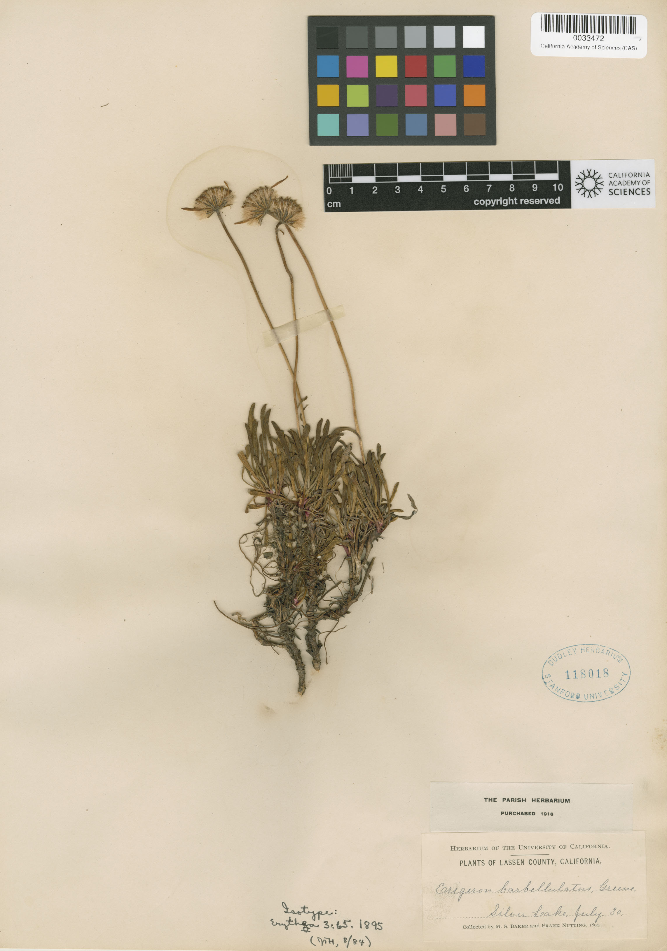 Erigeron barbellulatus image