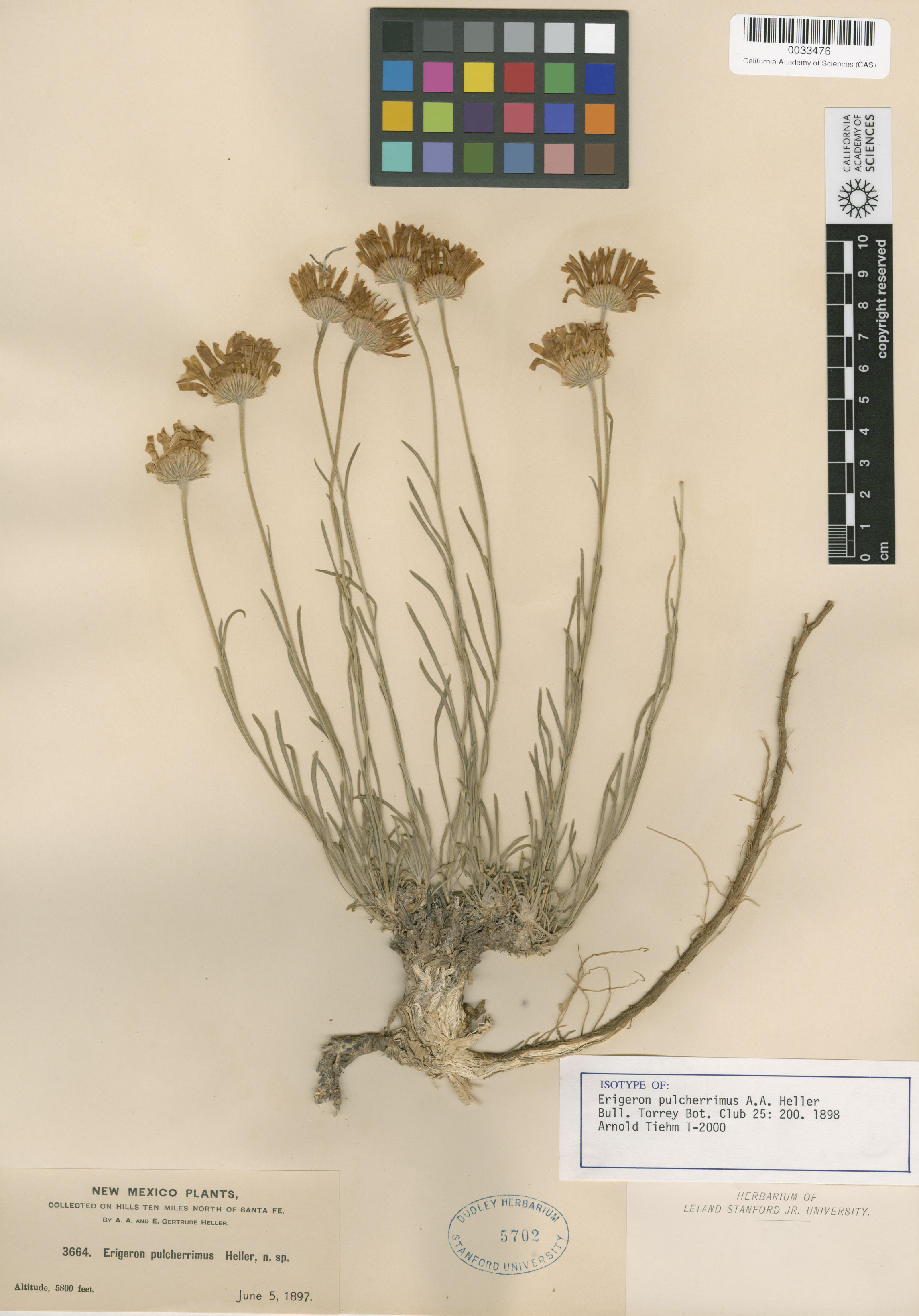 Erigeron pulcherrimus image