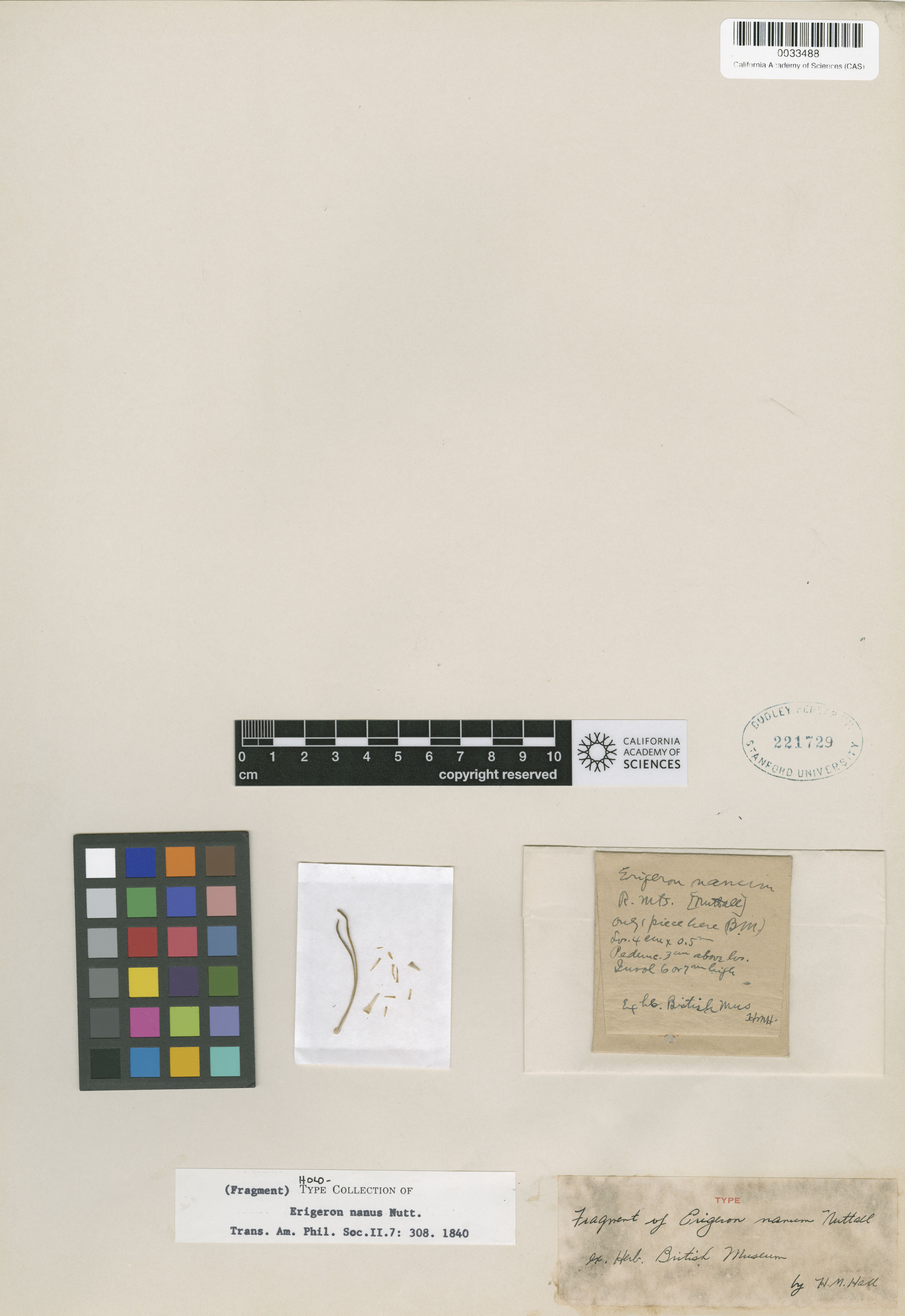 Erigeron nanus image