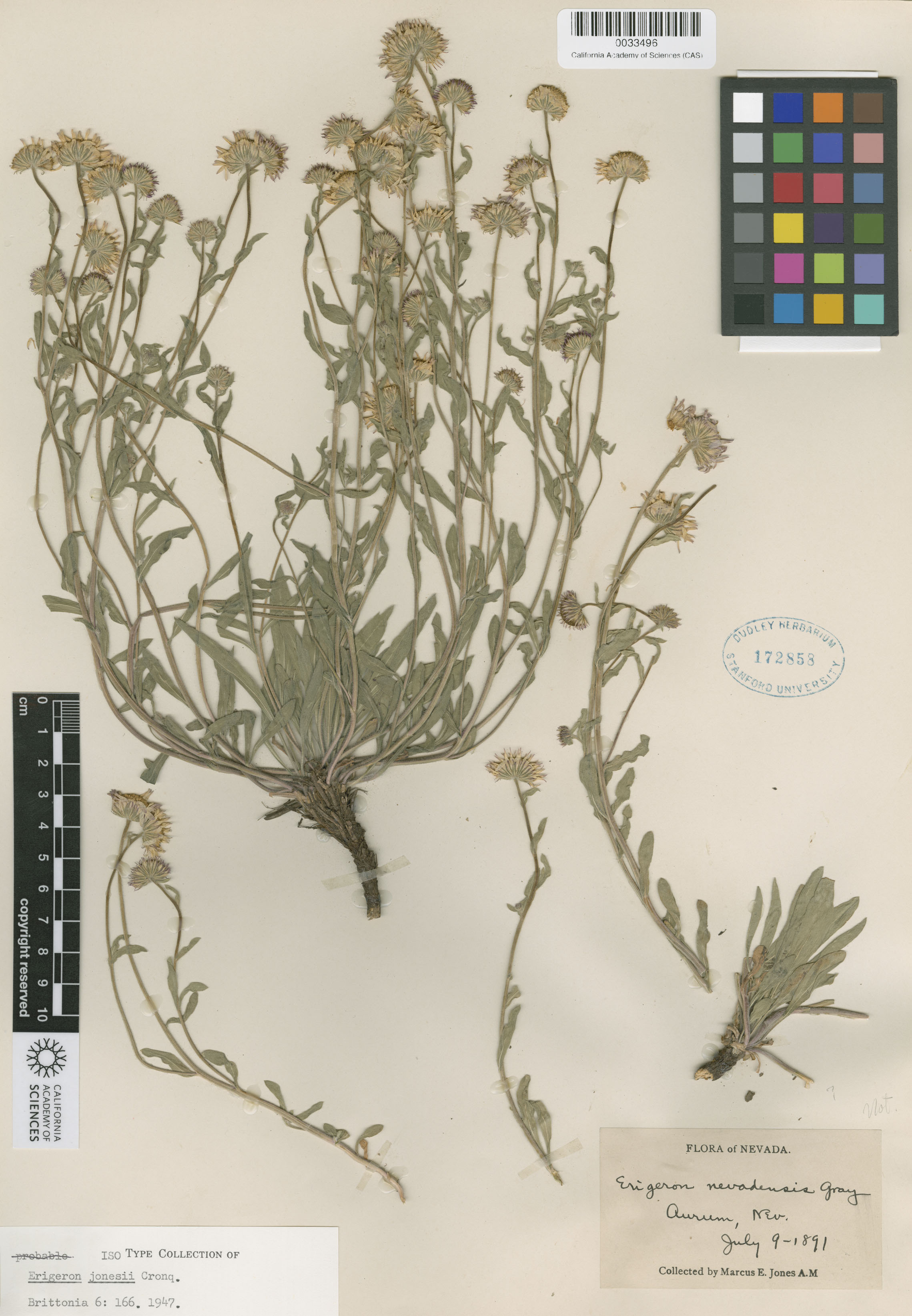 Erigeron jonesii image