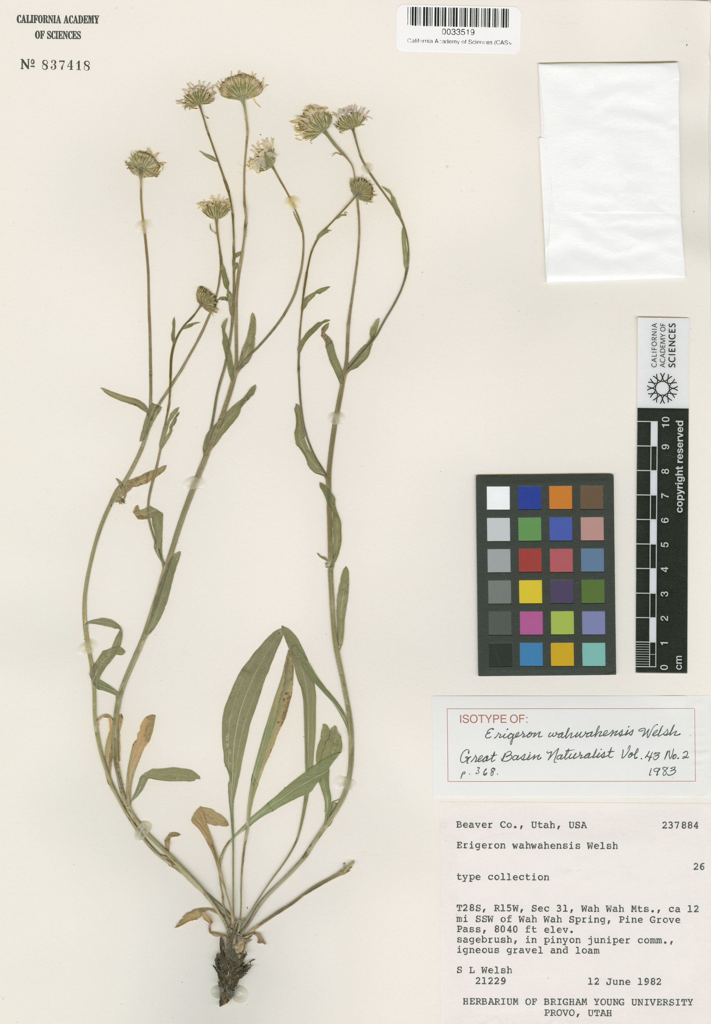 Erigeron jonesii image