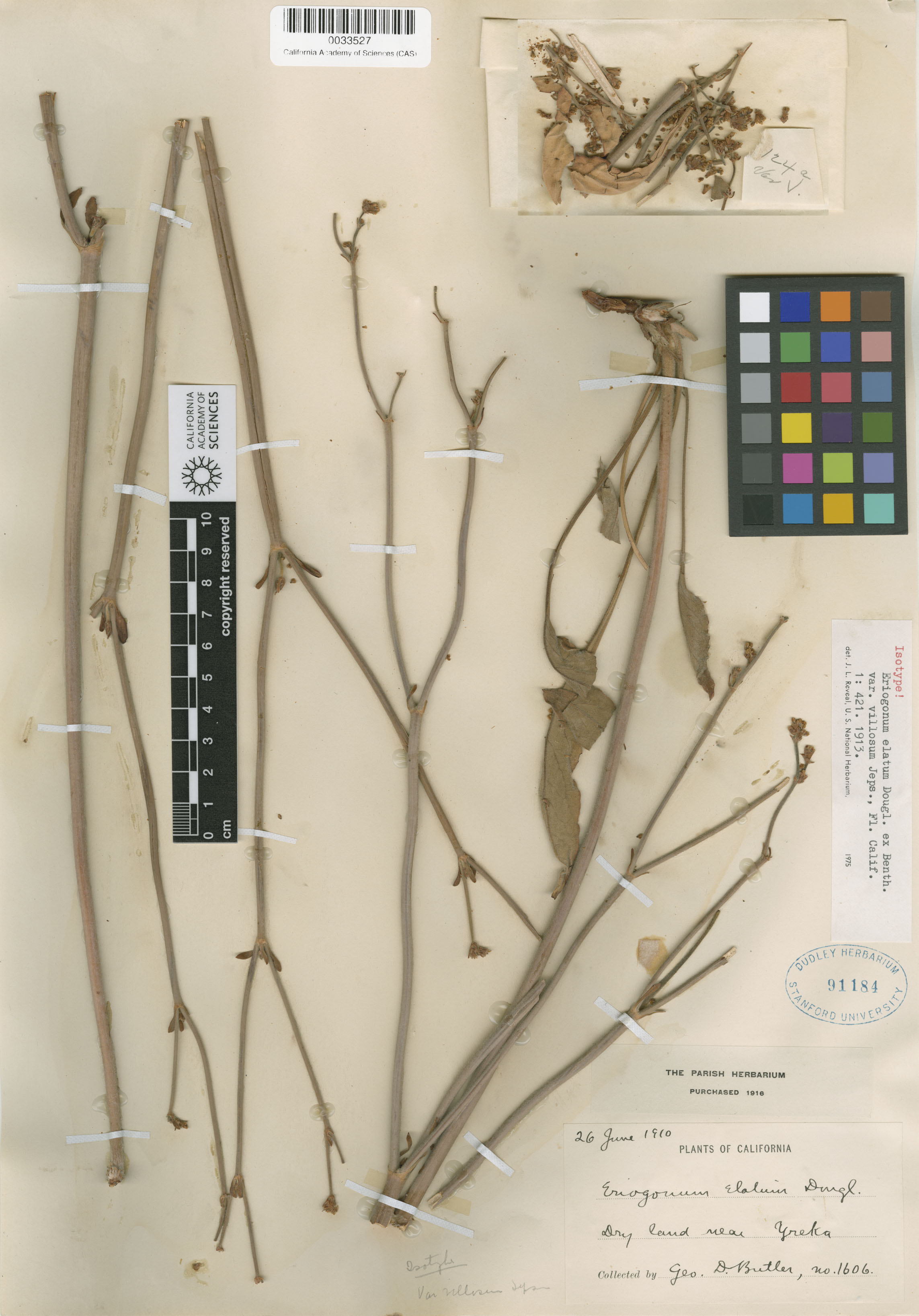 Eriogonum elatum image