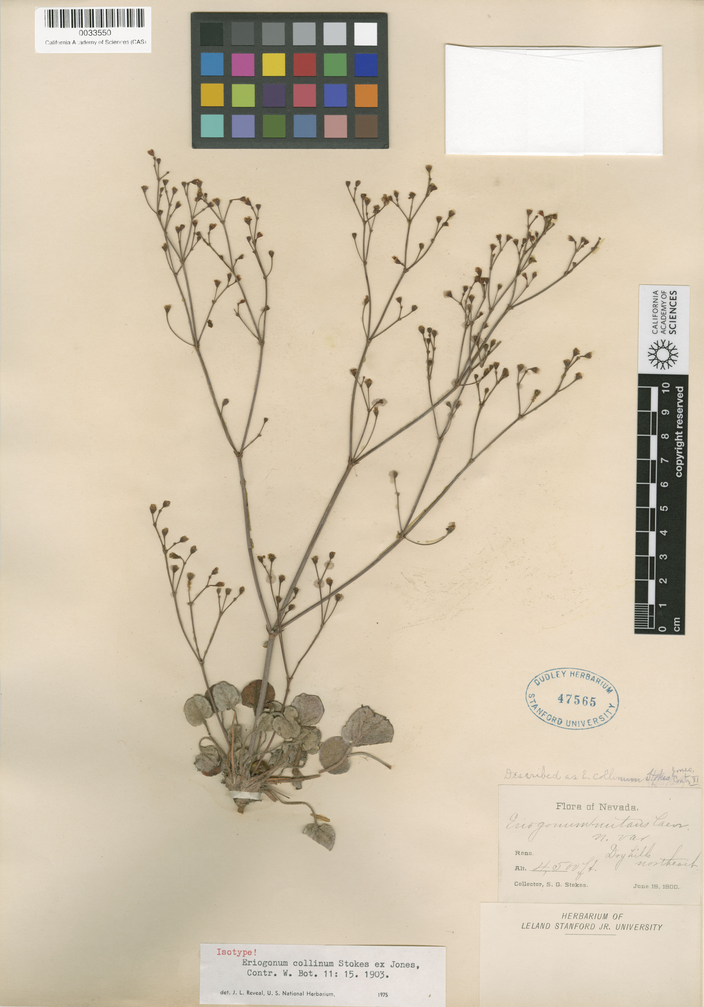 Eriogonum collinum image