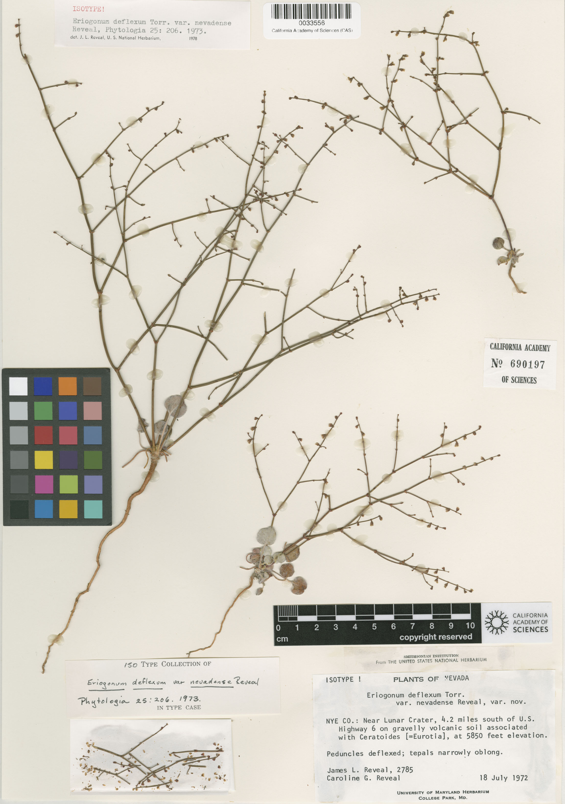 Eriogonum deflexum image