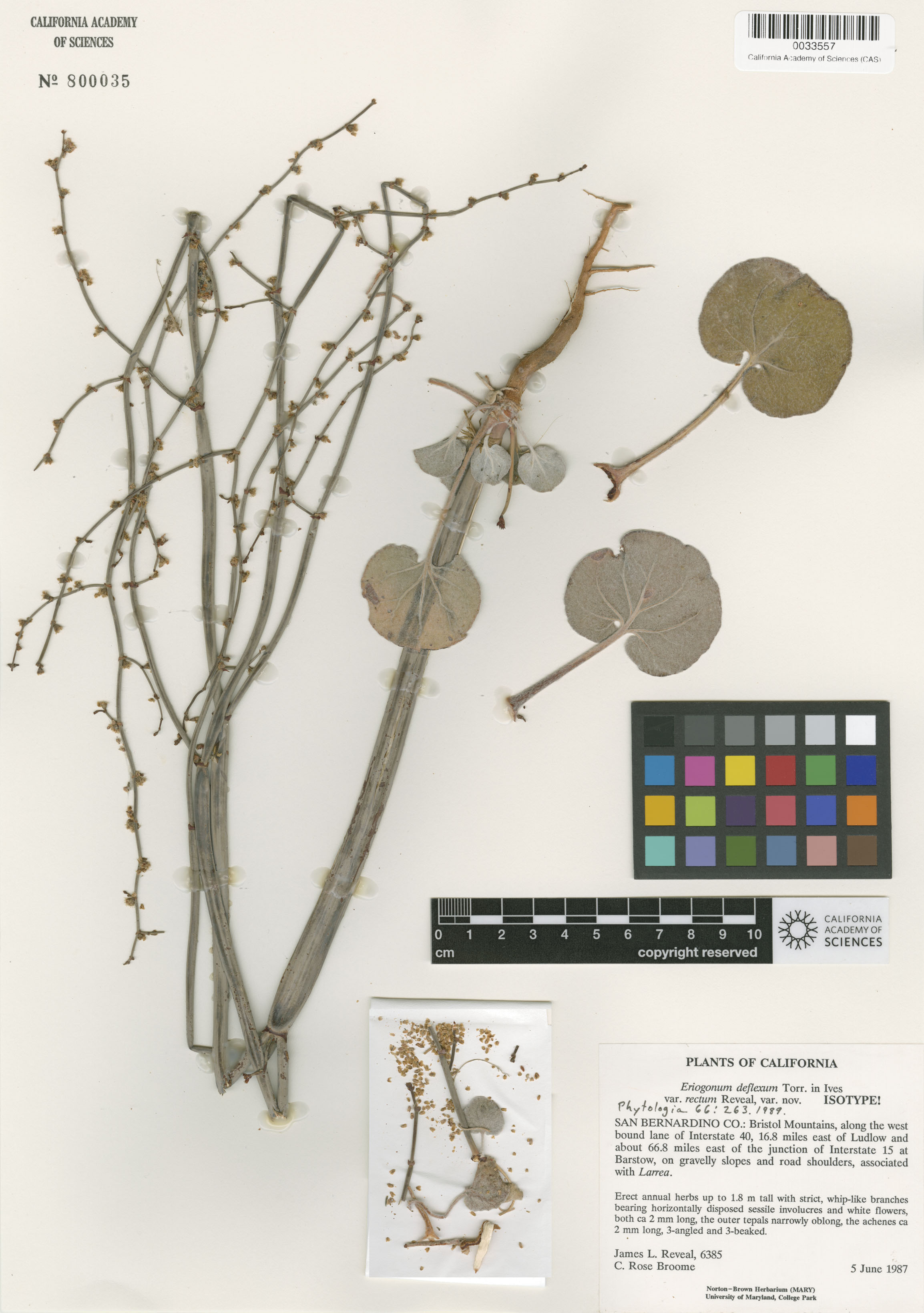 Eriogonum deflexum var. deflexum image