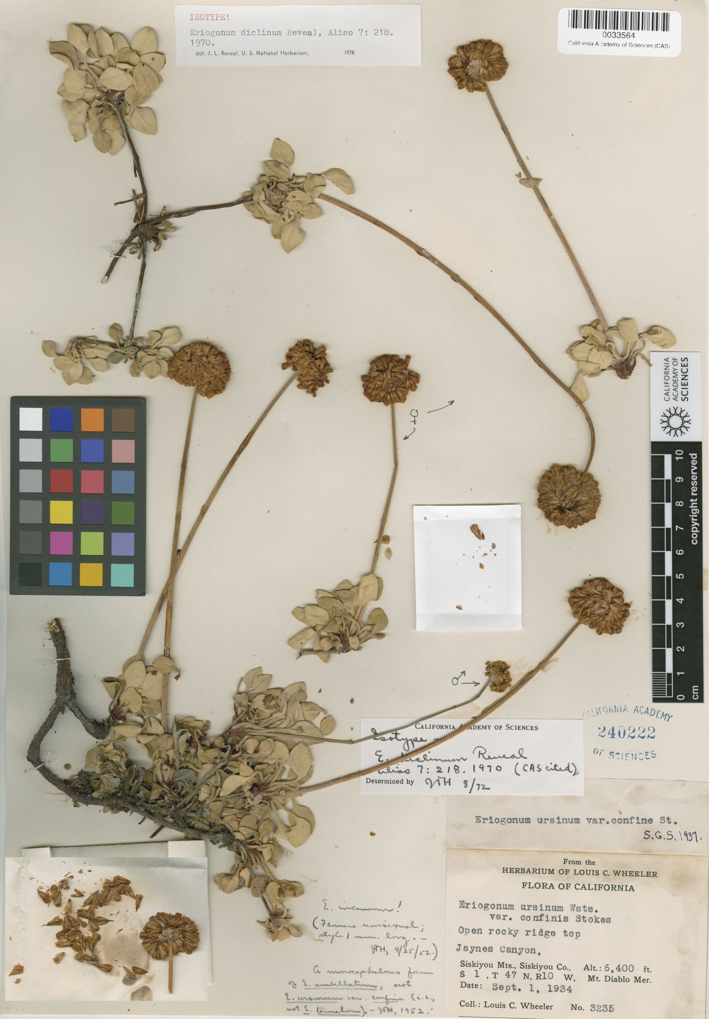 Eriogonum diclinum image