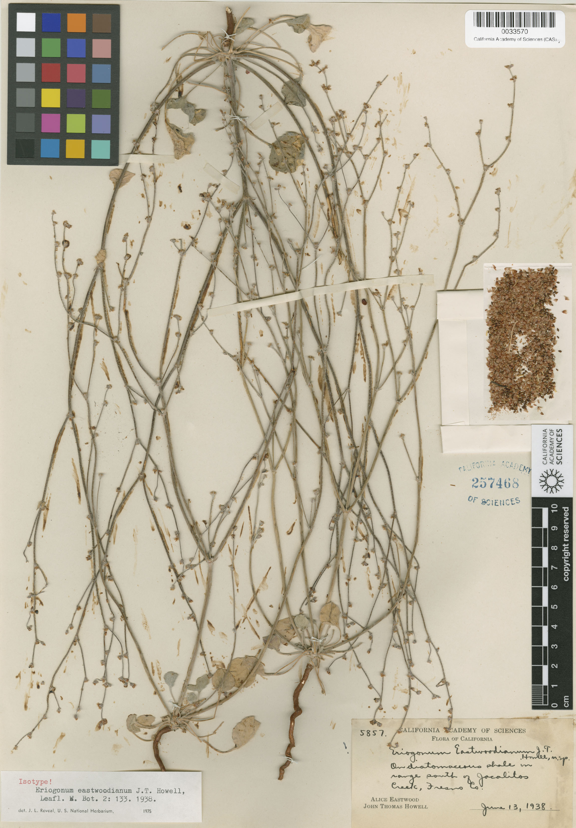 Eriogonum eastwoodianum image